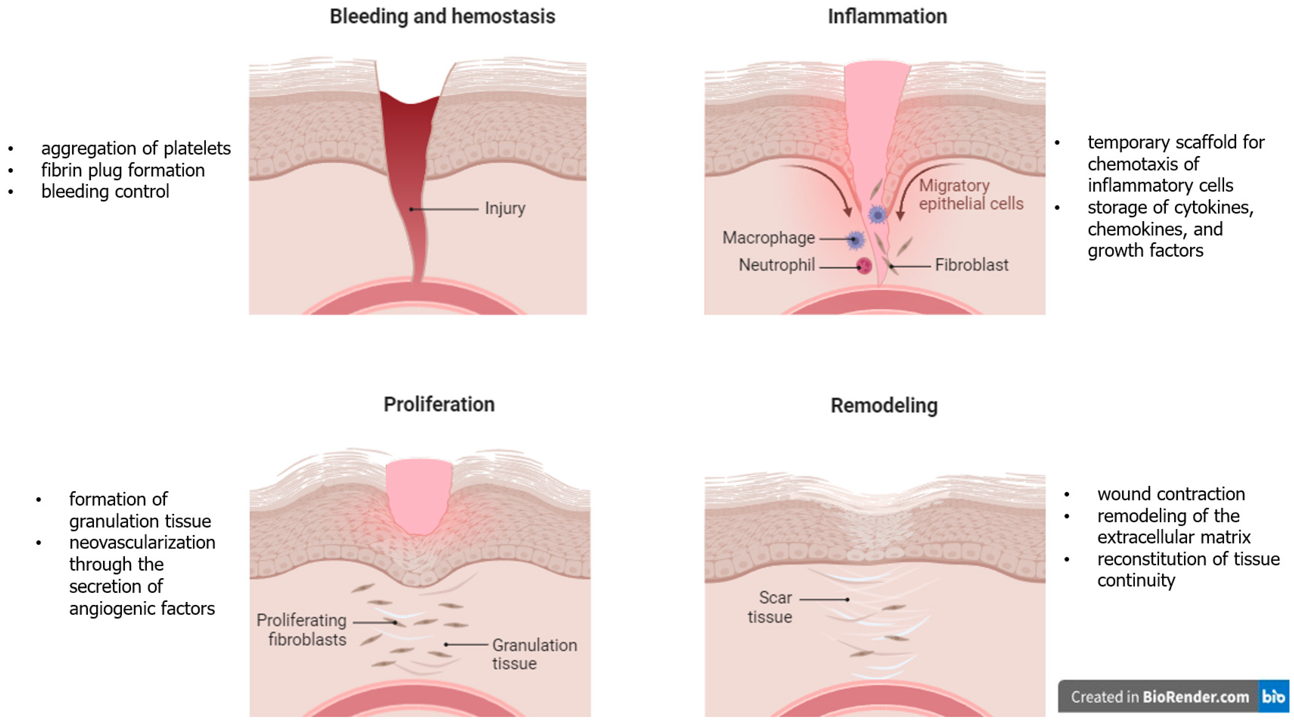 Biomolecules 14 00921 g002