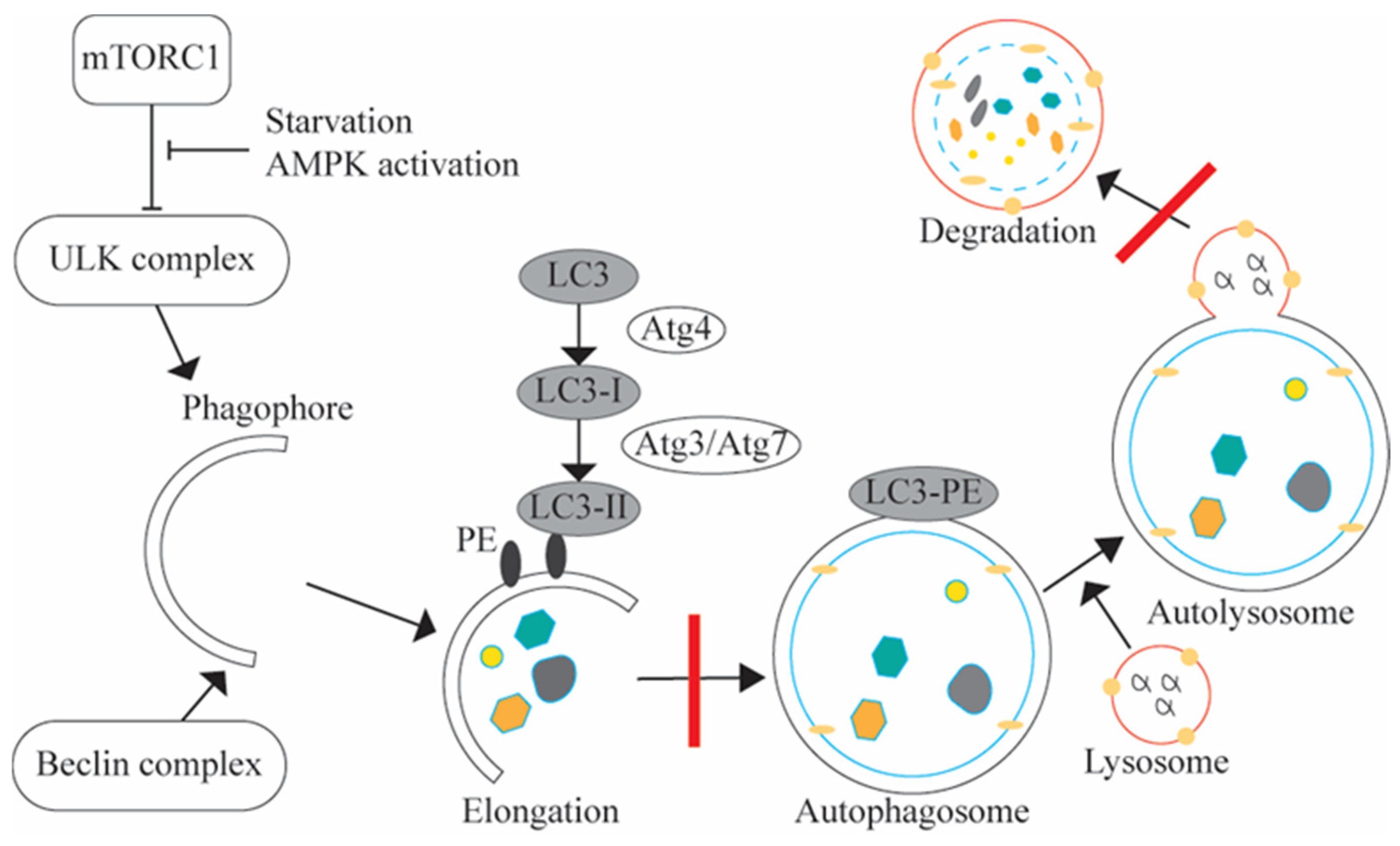 Biomolecules 14 00924 g001