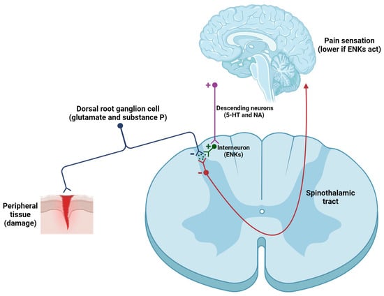 Biomolecules 14 00926 g003