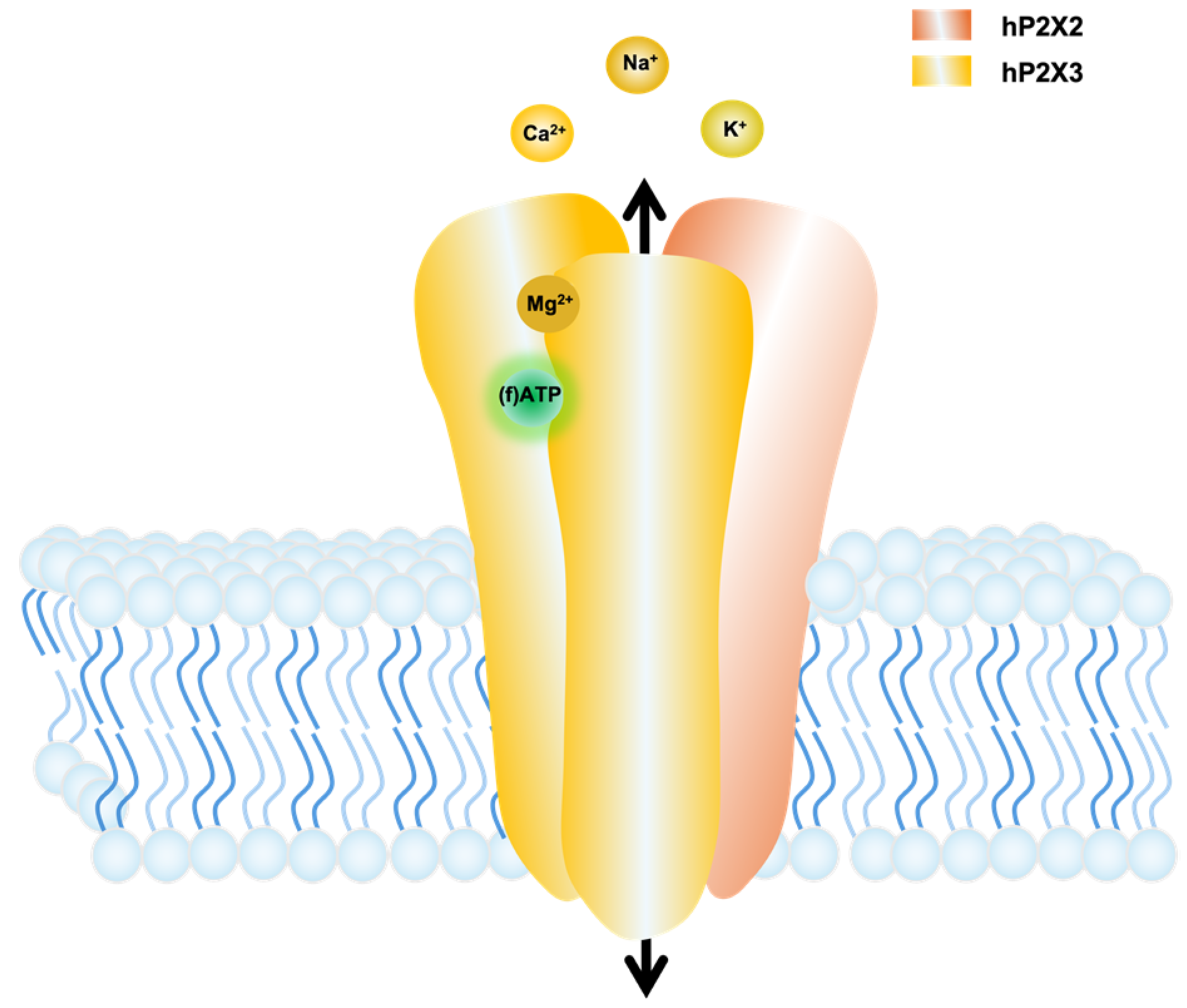 Biomolecules 14 00942 g001
