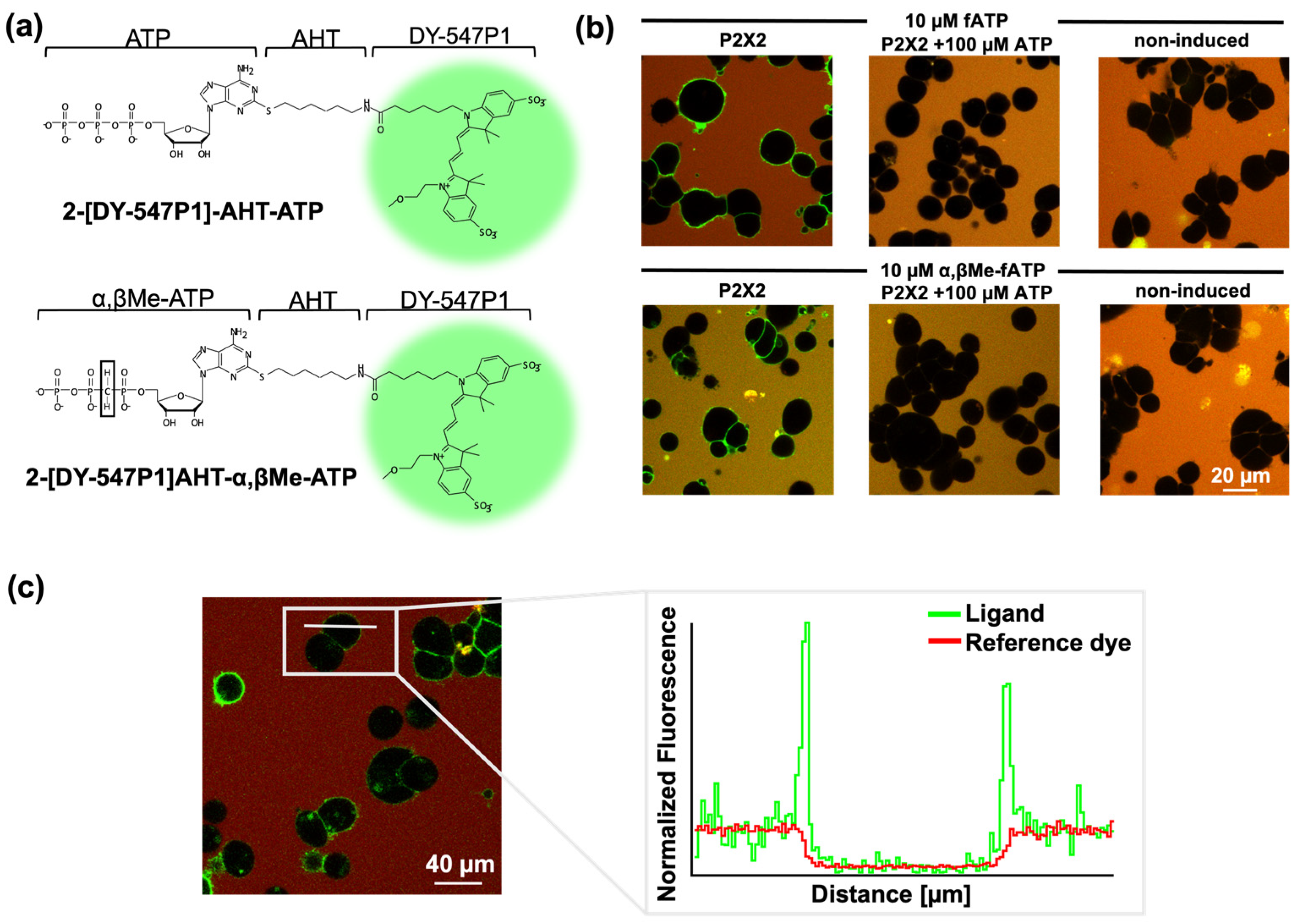 Biomolecules 14 00942 g002