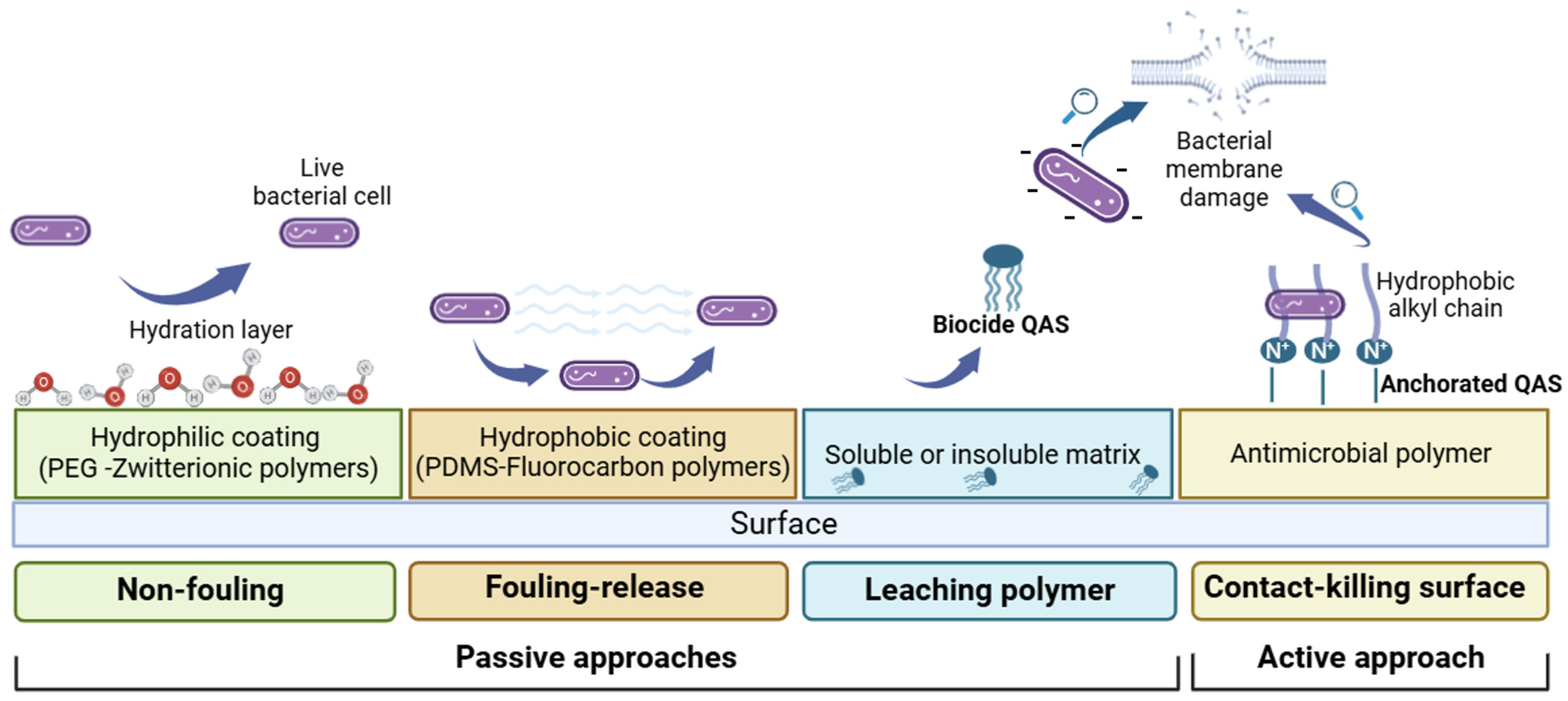 Biomolecules 14 00957 g001