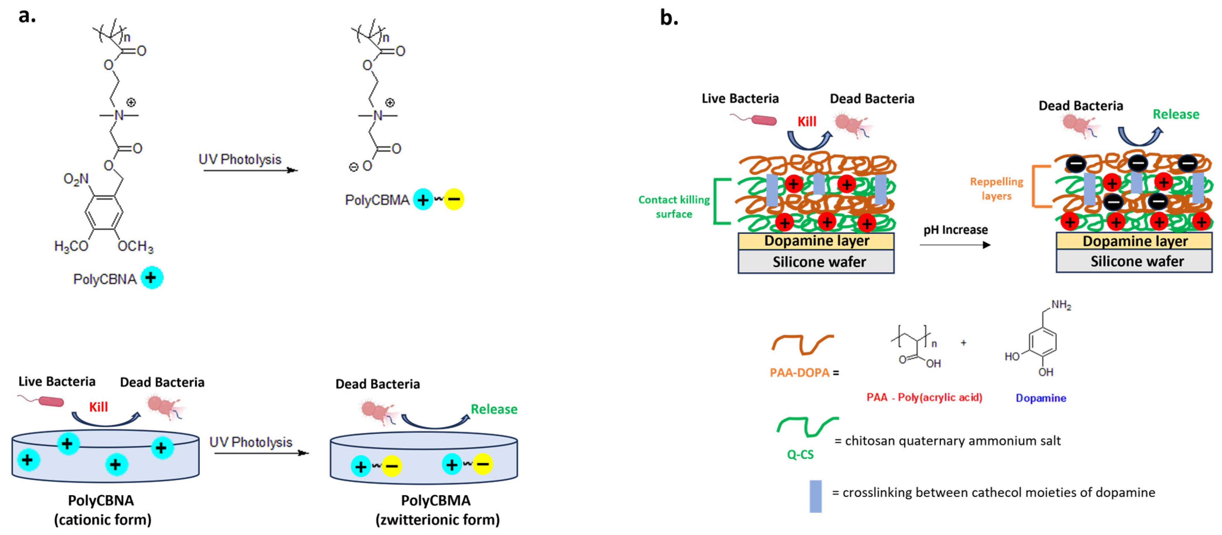 Biomolecules 14 00957 g009