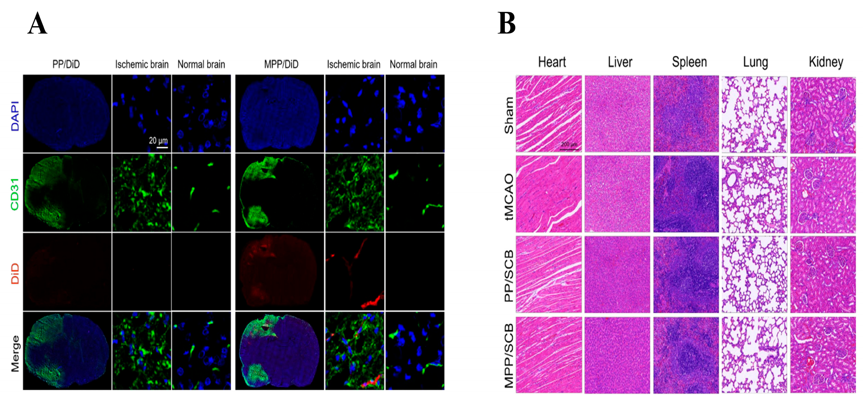Biomolecules 14 00960 g007
