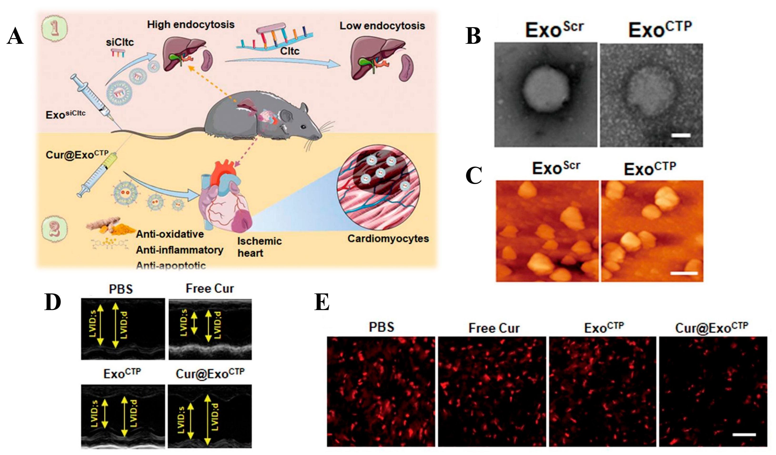 Biomolecules 14 00960 g008