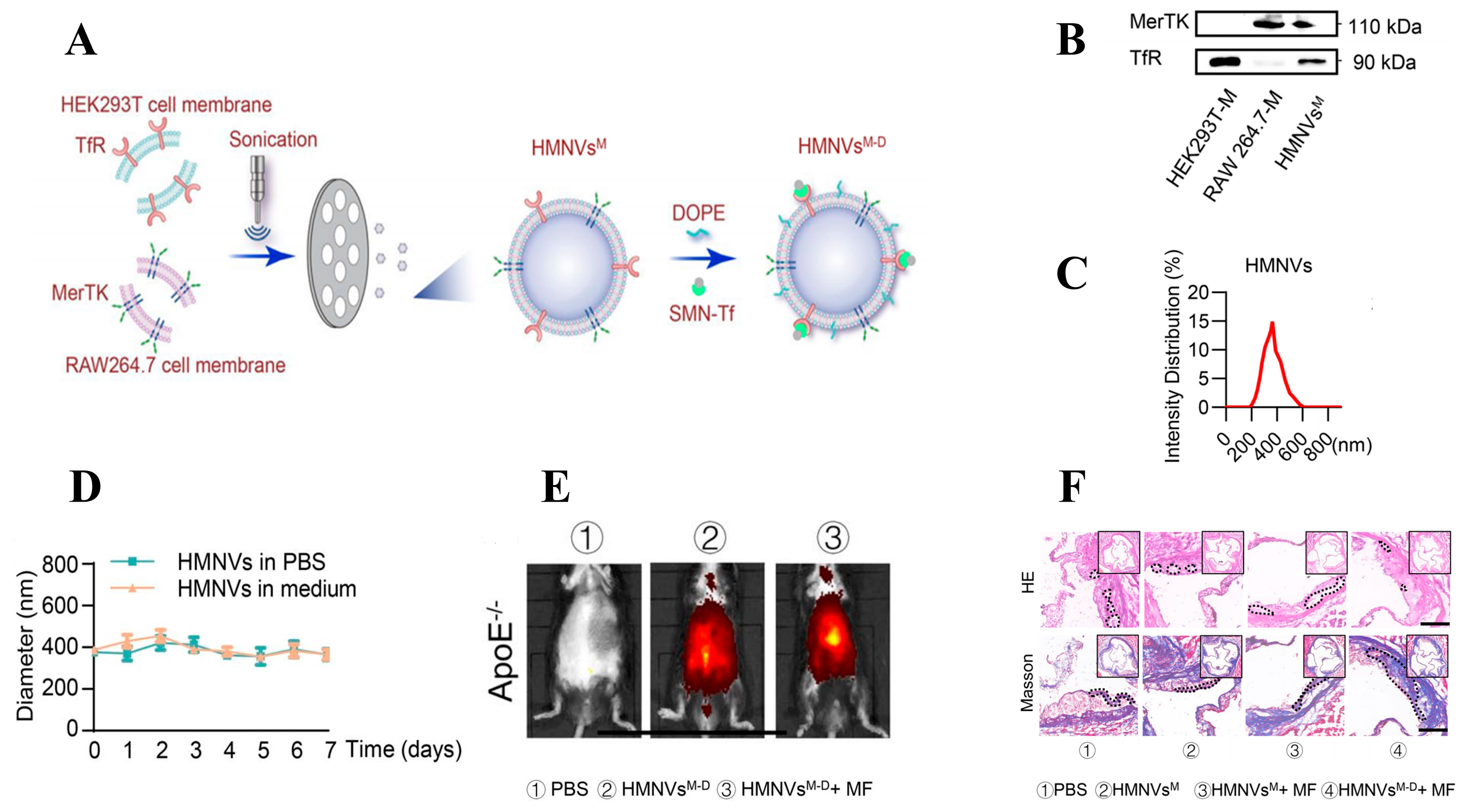 Biomolecules 14 00960 g009