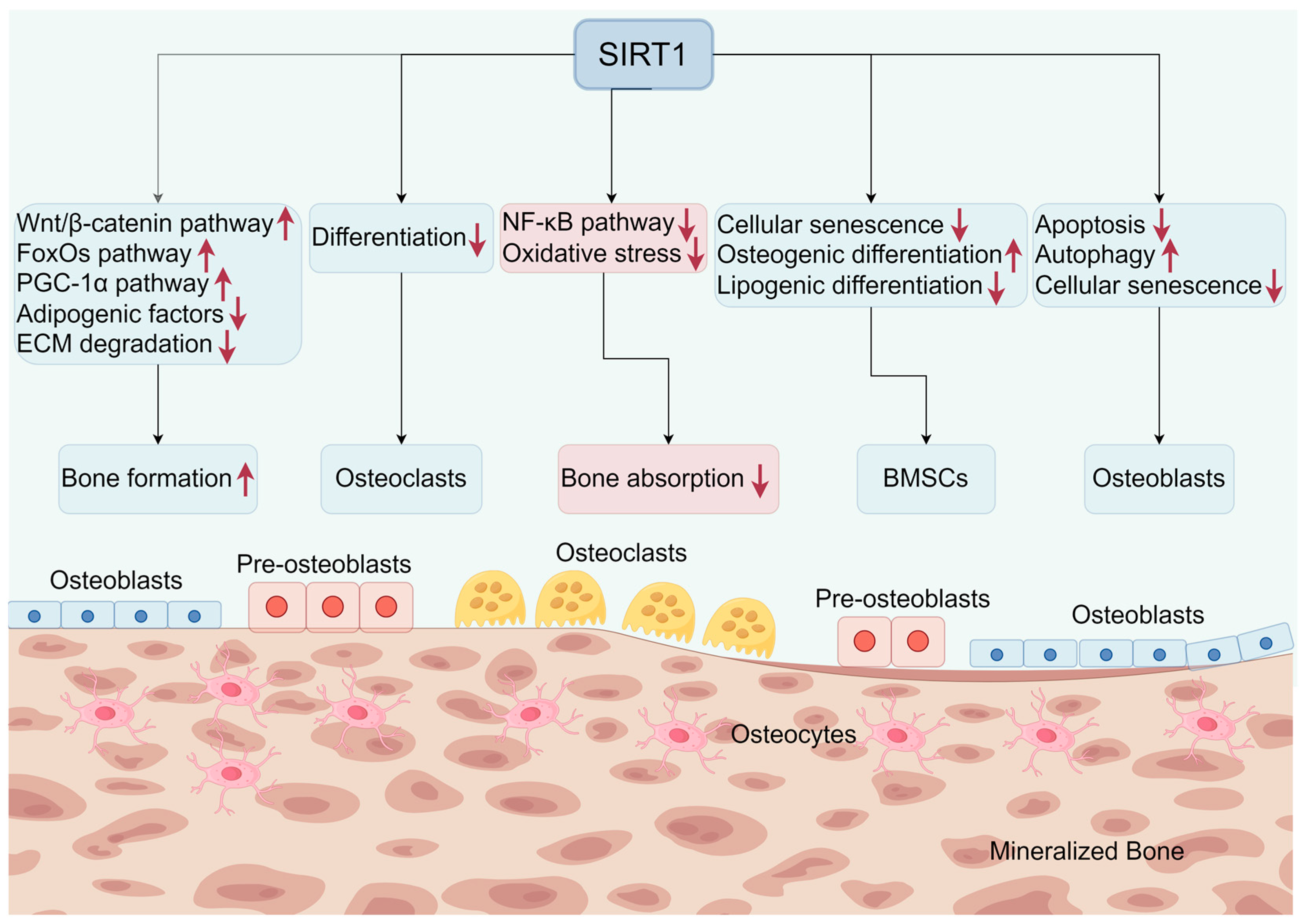 Biomolecules 14 00970 g003