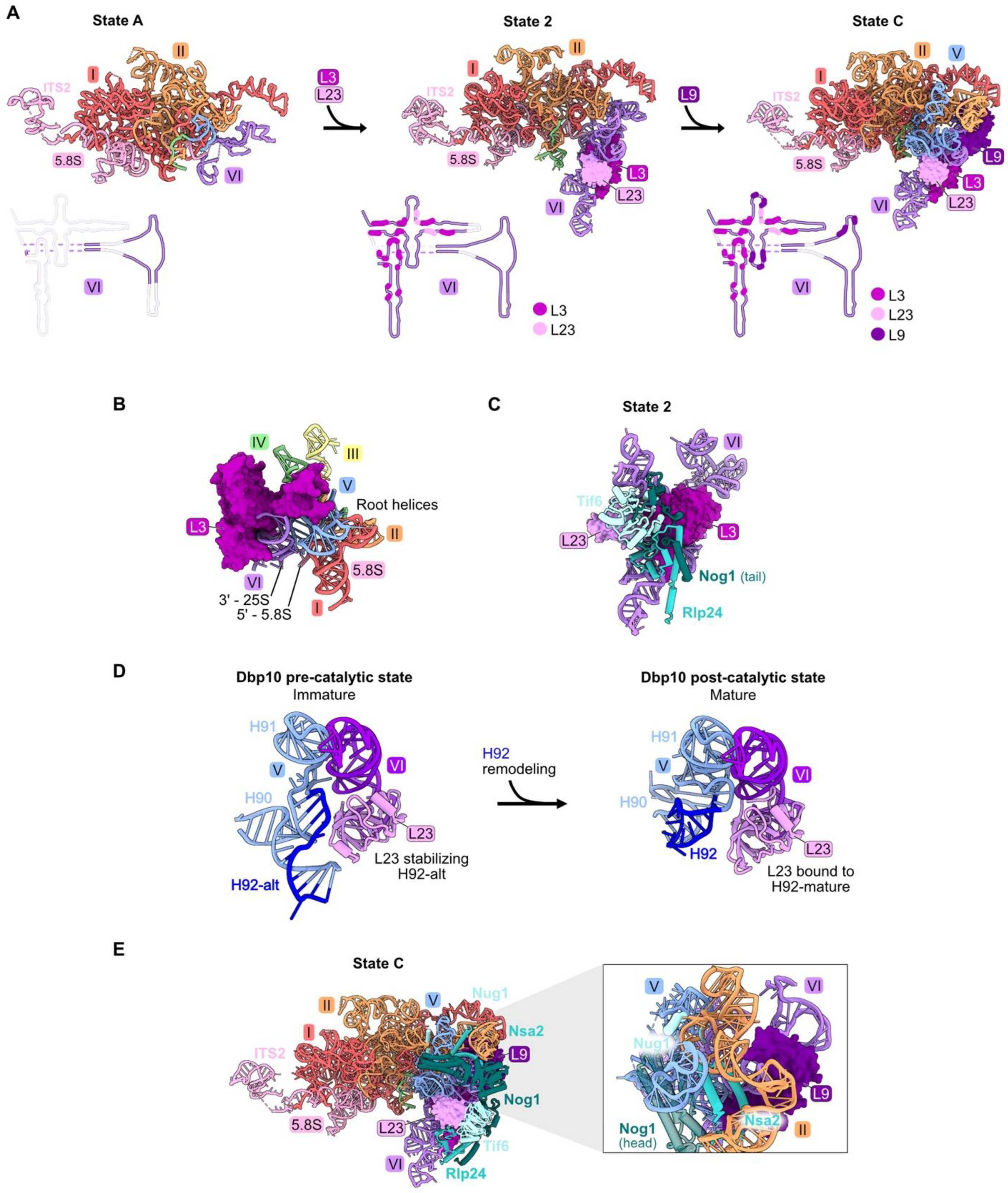Biomolecules 14 00975 g005