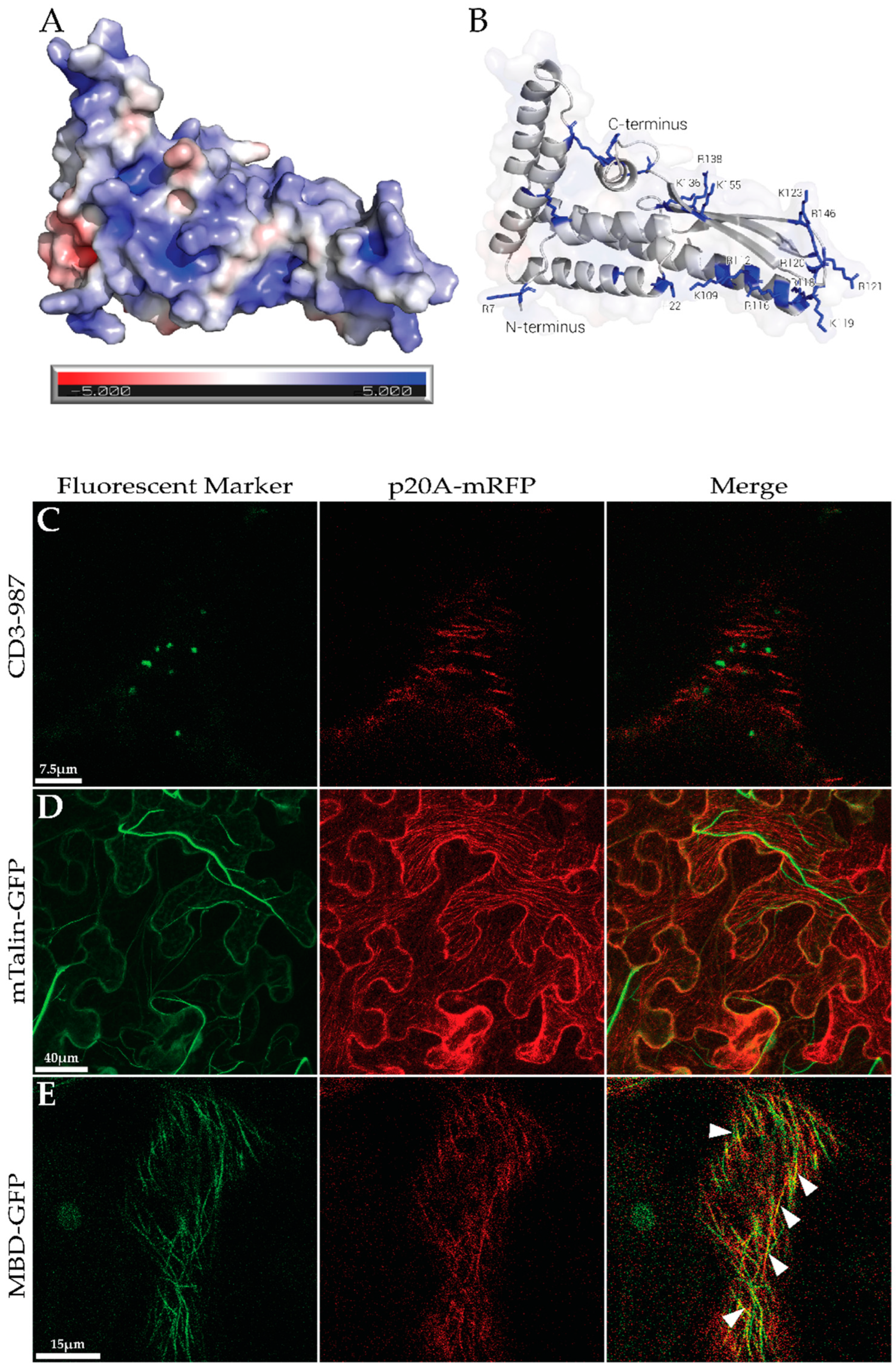 Biomolecules 14 00977 g003 Biomolecules 14 00977 g003