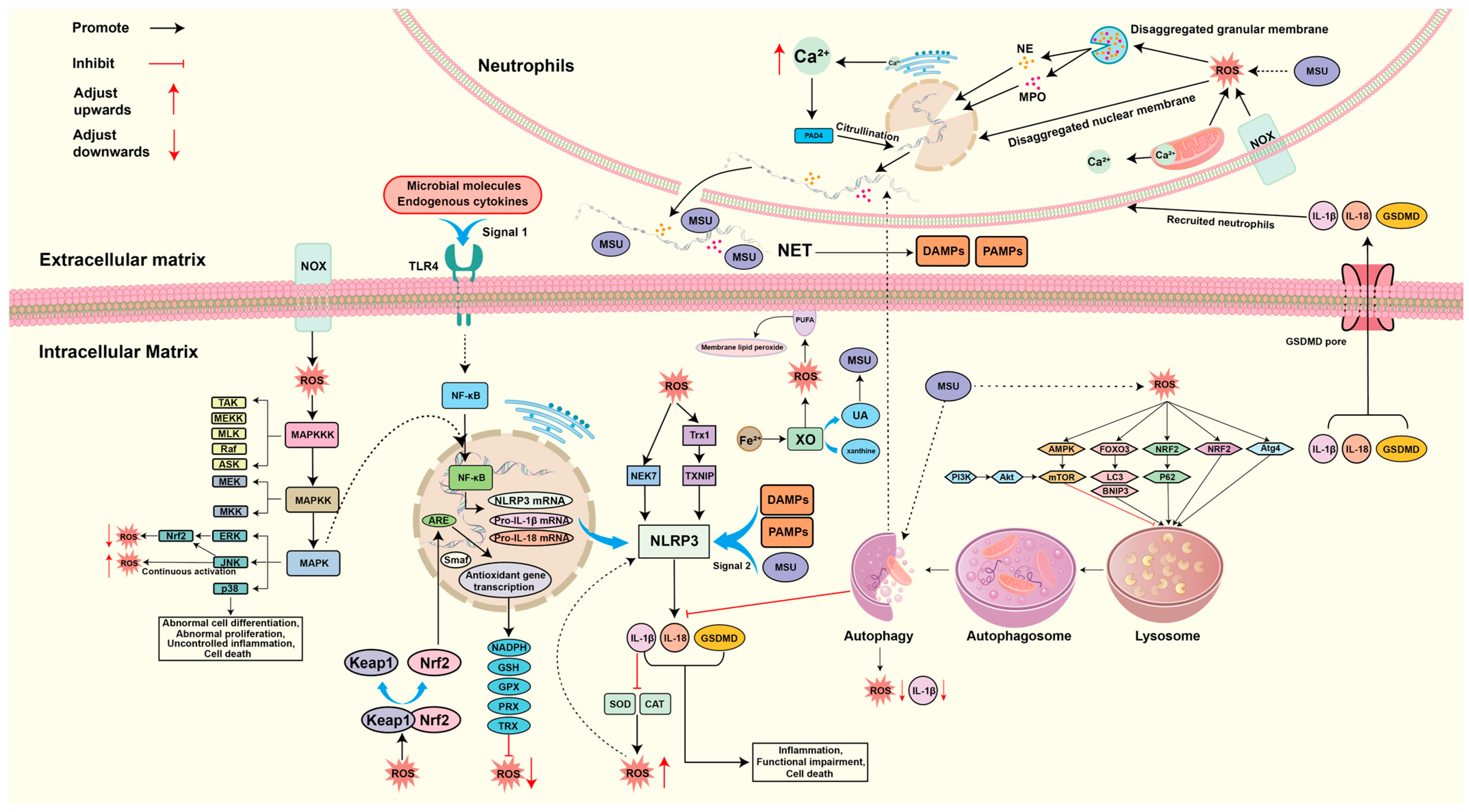 Biomolecules 14 00978 g002 Biomolecules 14 00978 g002
