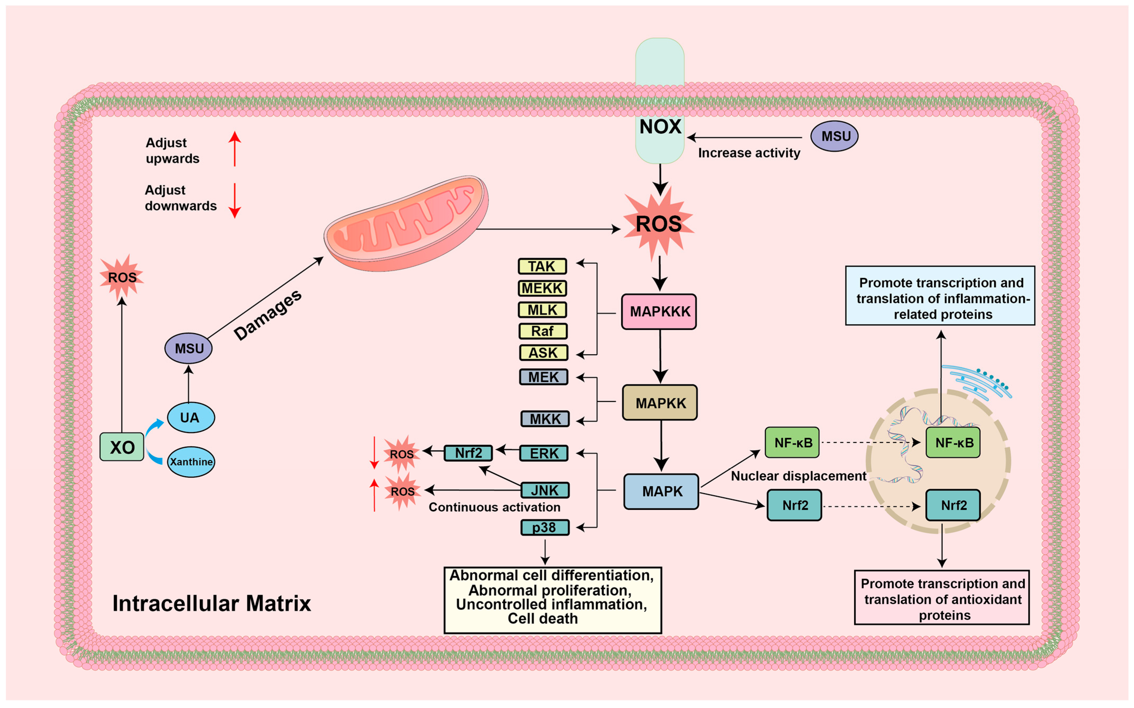 Biomolecules 14 00978 g004 Biomolecules 14 00978 g004