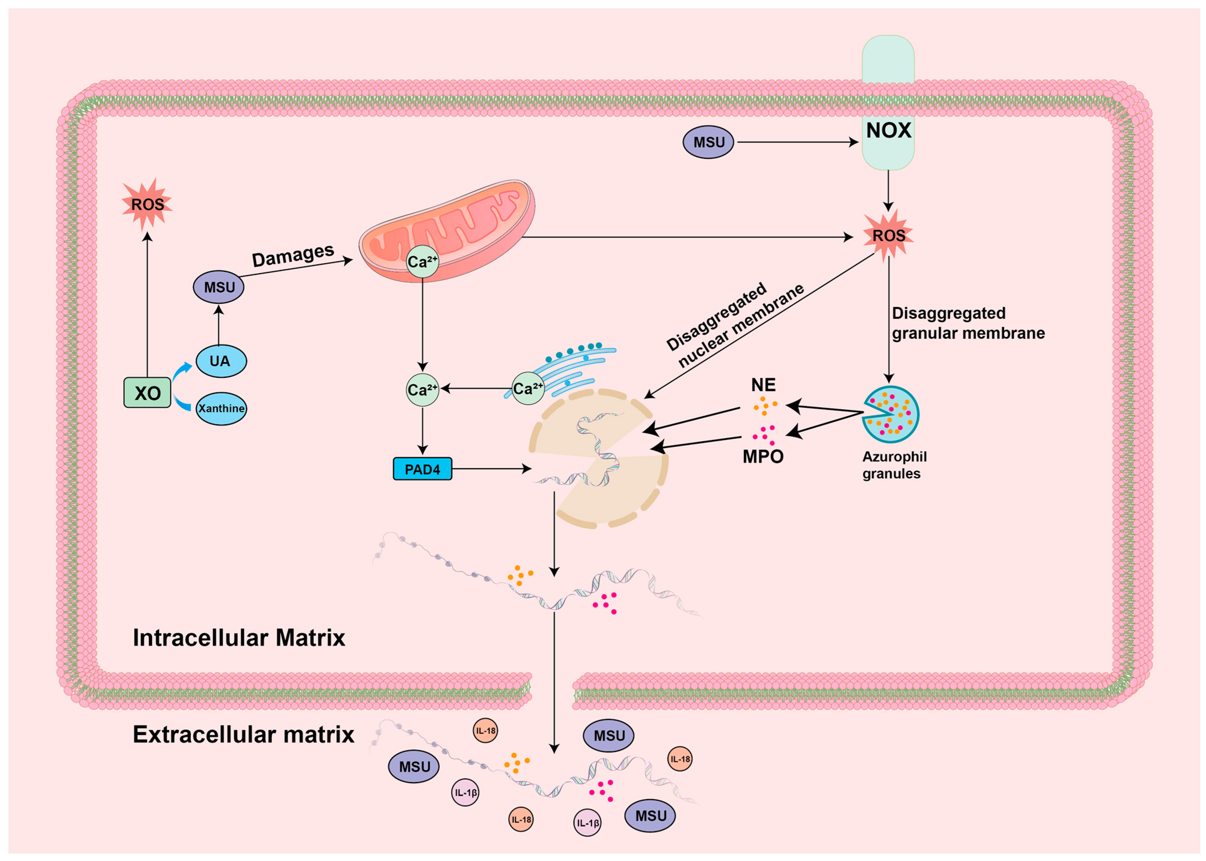 Biomolecules 14 00978 g005 Biomolecules 14 00978 g005
