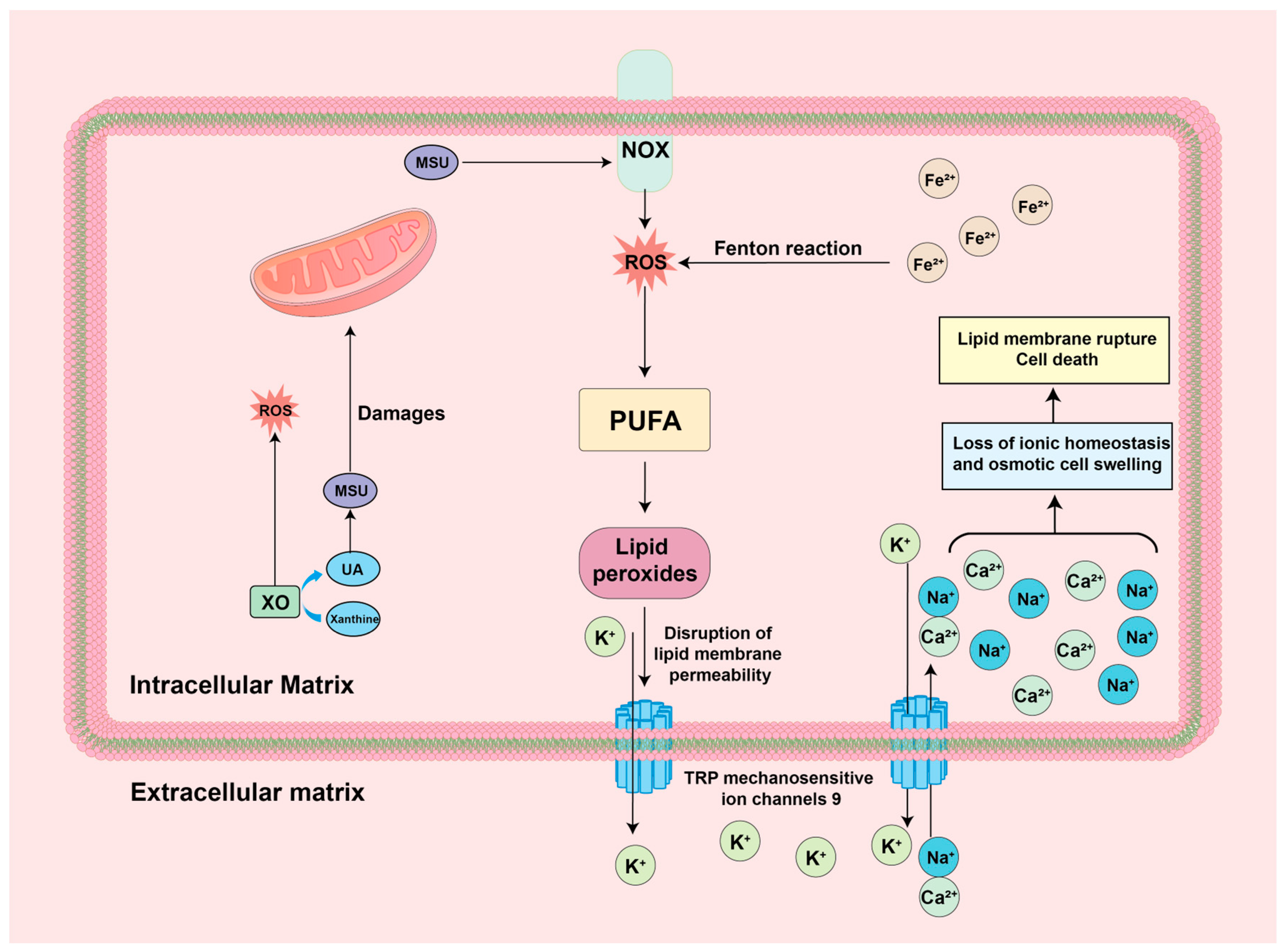 Biomolecules 14 00978 g007 Biomolecules 14 00978 g007