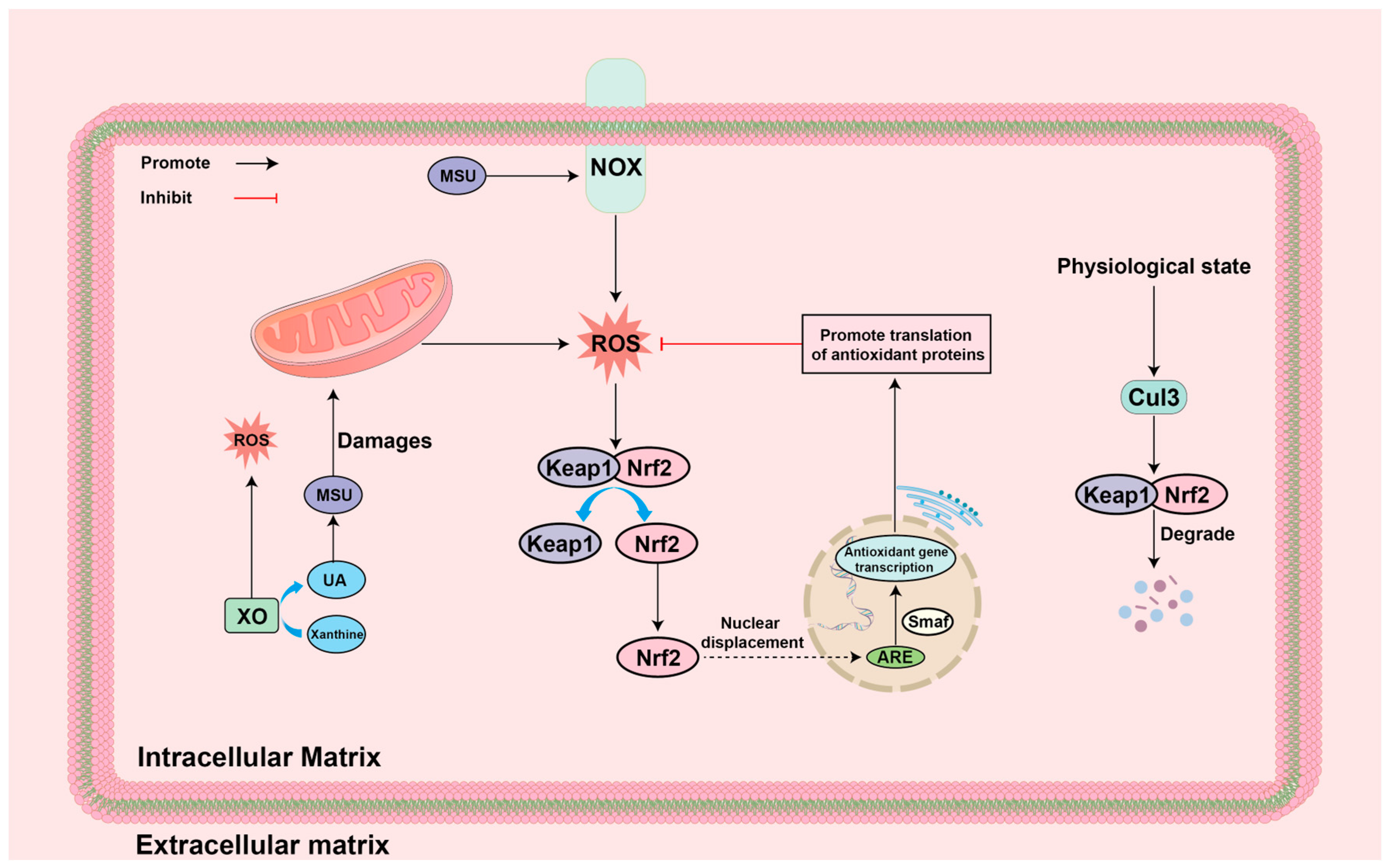 Biomolecules 14 00978 g008 Biomolecules 14 00978 g008