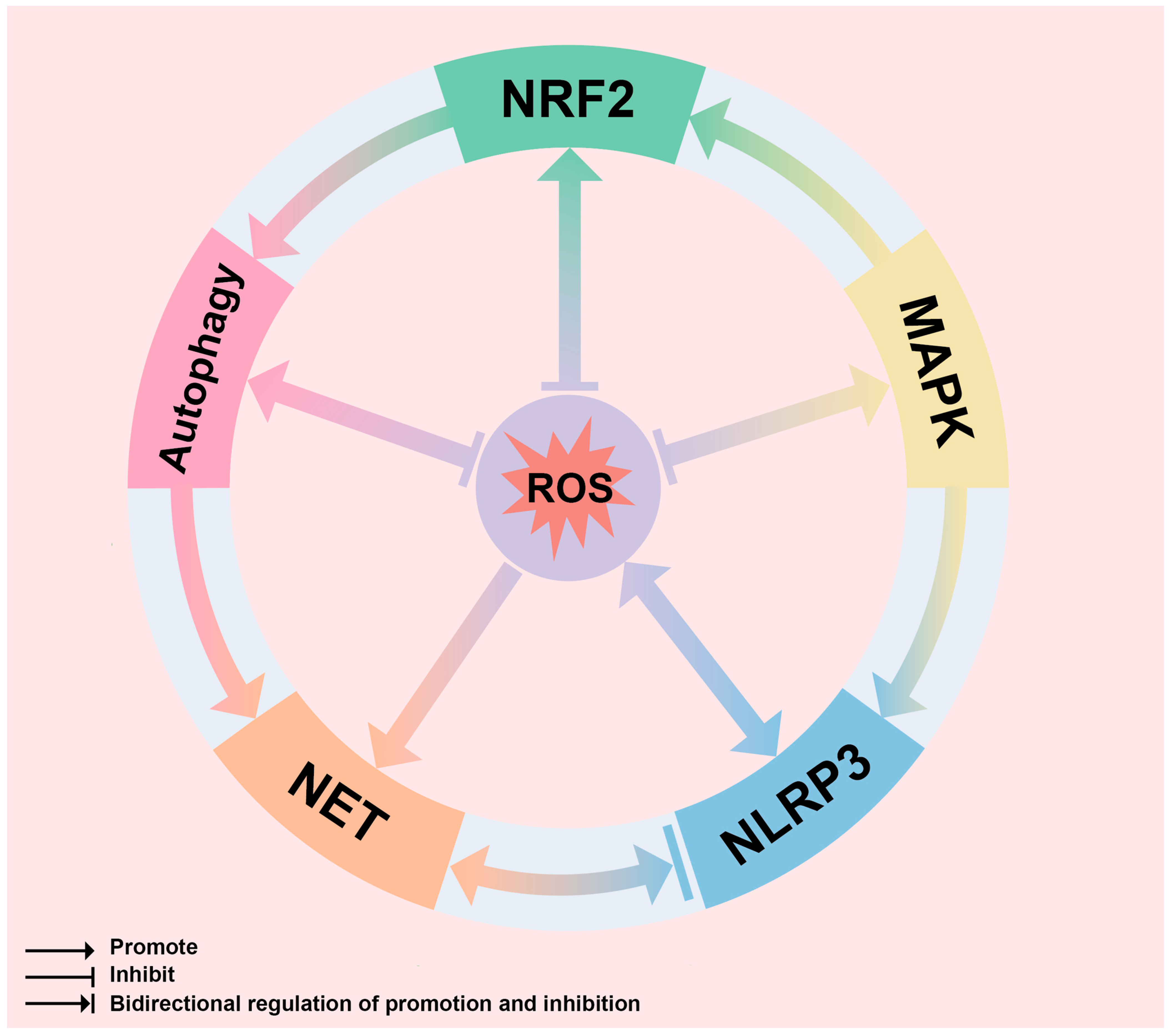 Biomolecules 14 00978 g009 Biomolecules 14 00978 g009