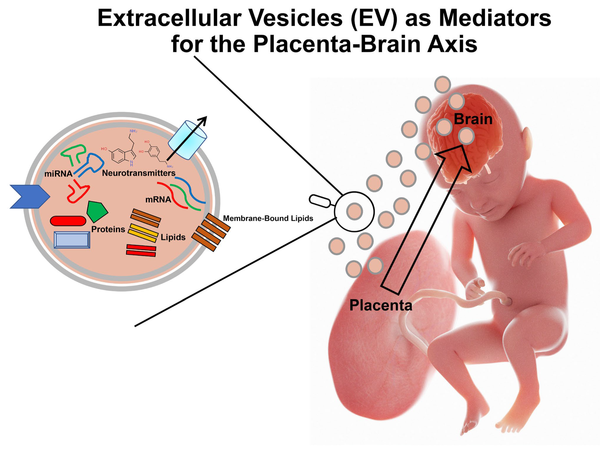 Biomolecules 14 00995 g004