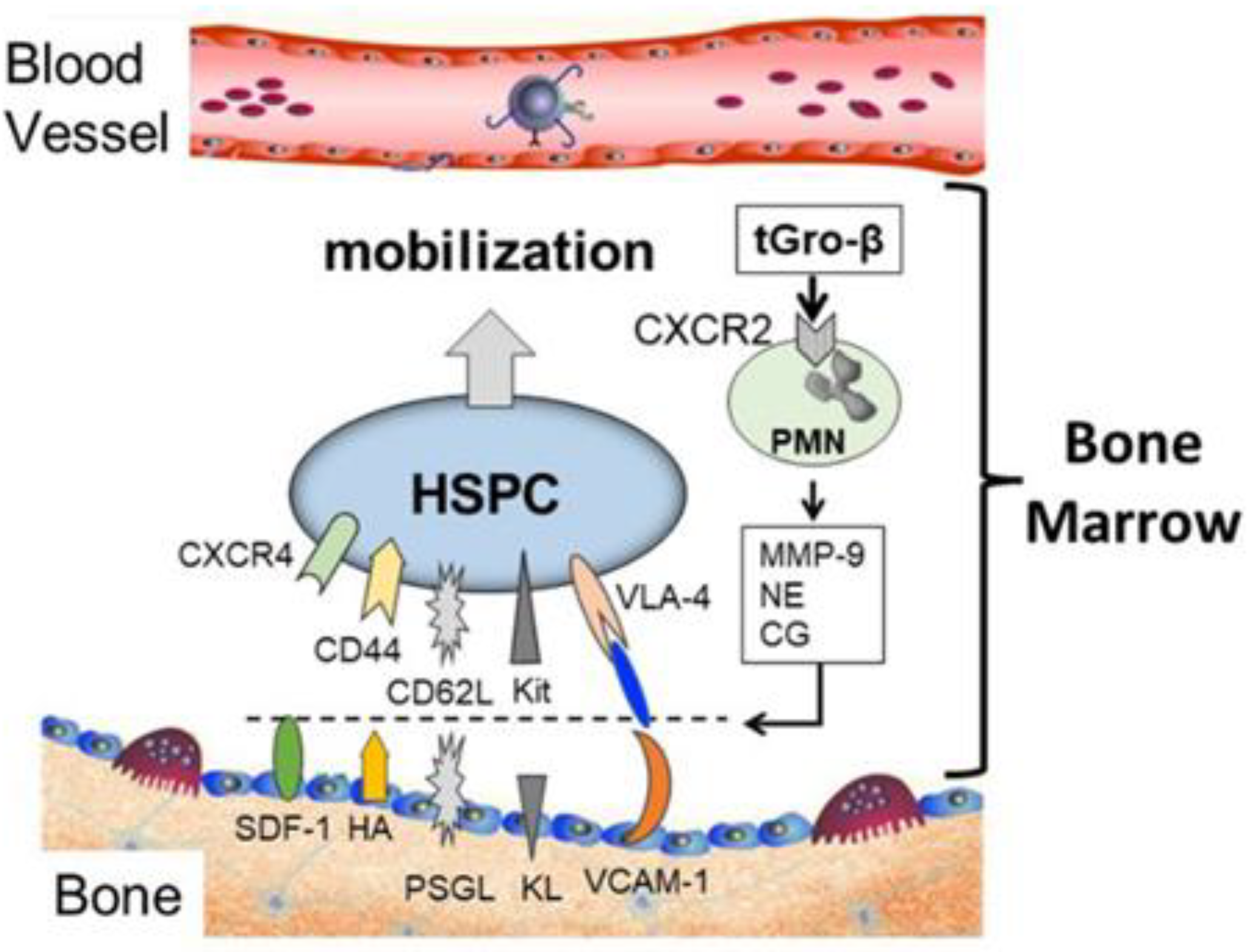 Biomolecules 14 01003 g001