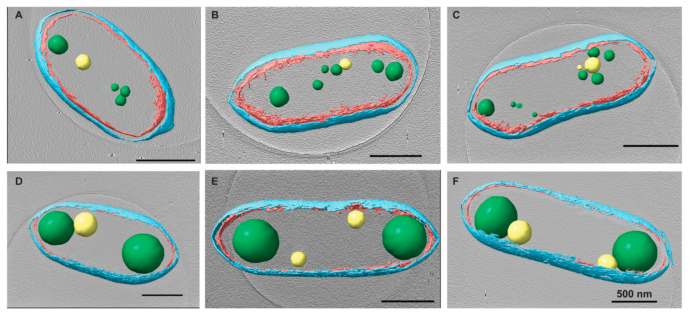 Biomolecules 14 01006 g002 Biomolecules 14 01006 g002