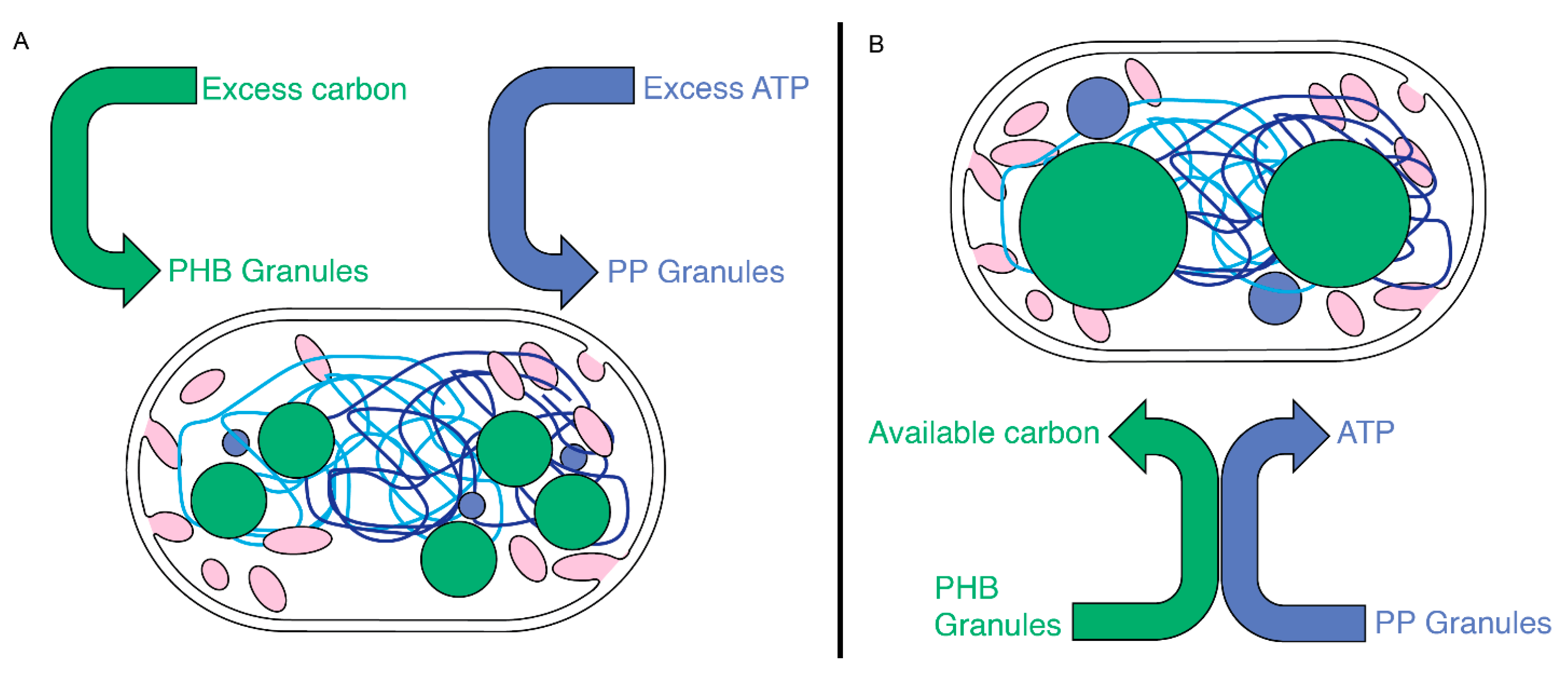 Biomolecules 14 01006 g008 Biomolecules 14 01006 g008