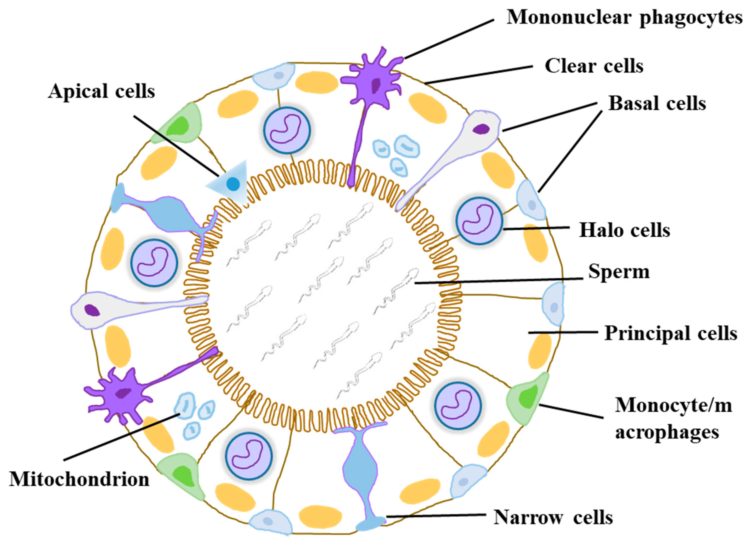 Biomolecules 14 01026 g001 Biomolecules 14 01026 g001