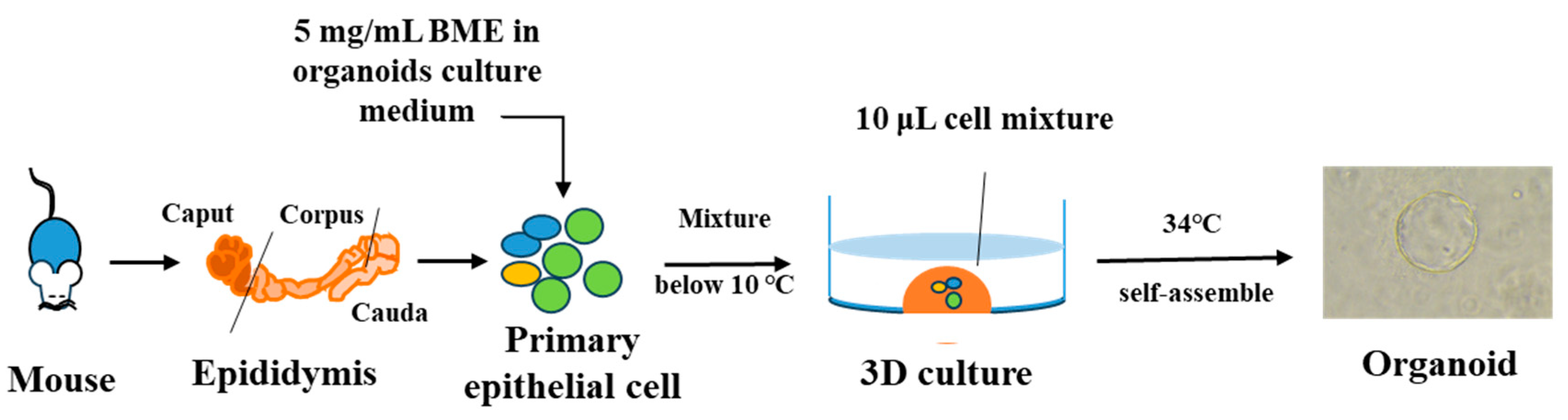 Biomolecules 14 01026 g003 Biomolecules 14 01026 g003