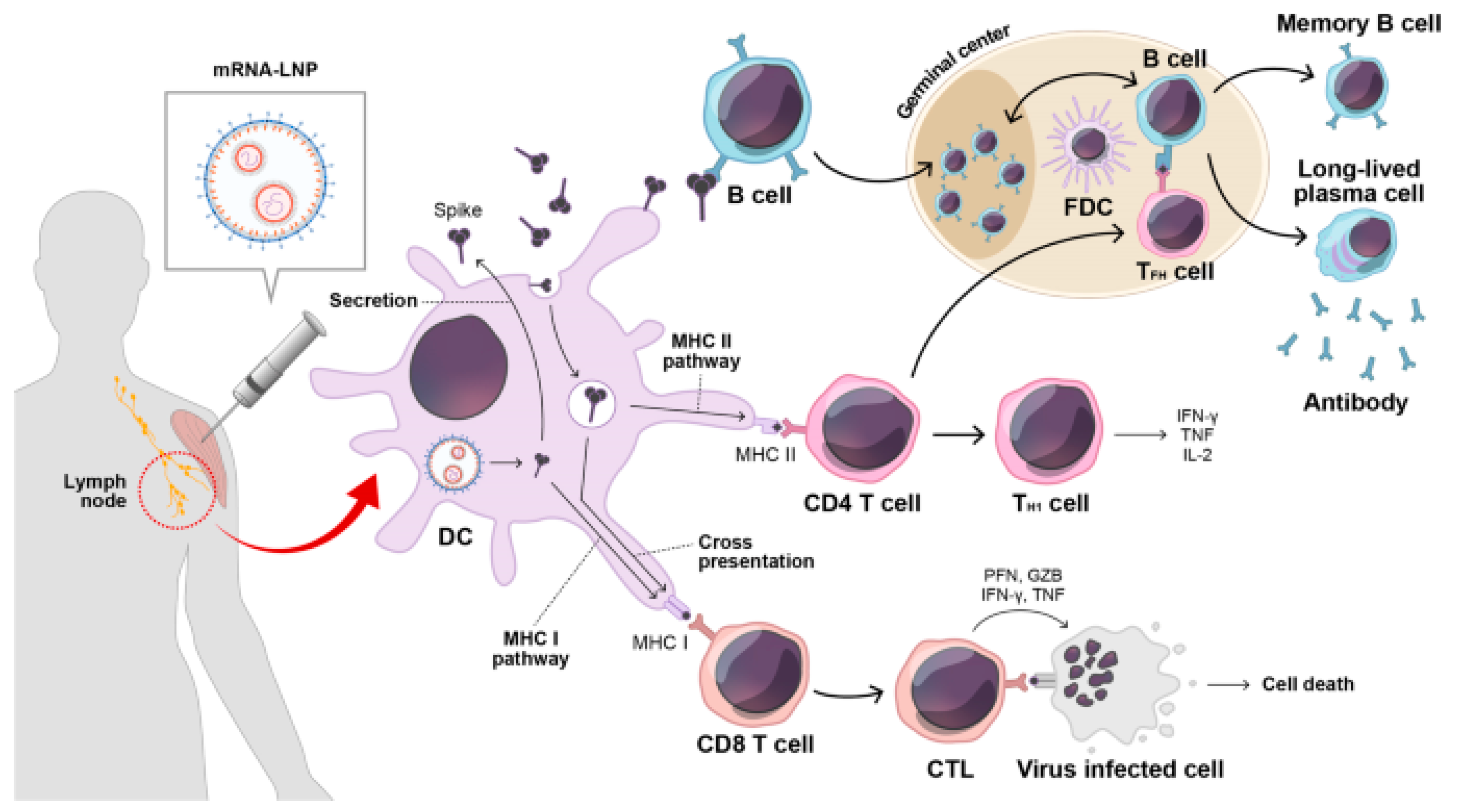 Biomolecules 14 01036 g001