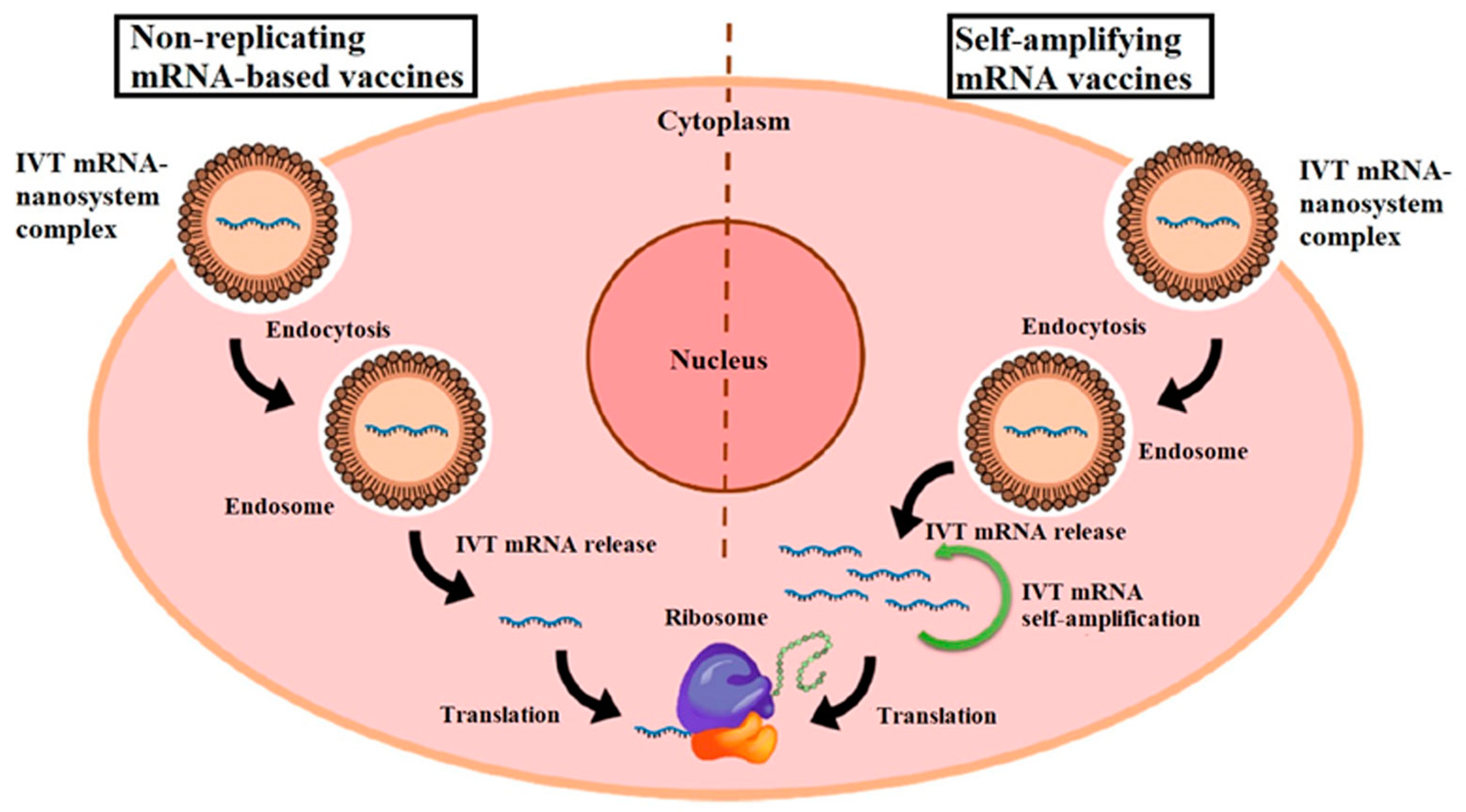 Biomolecules 14 01036 g005