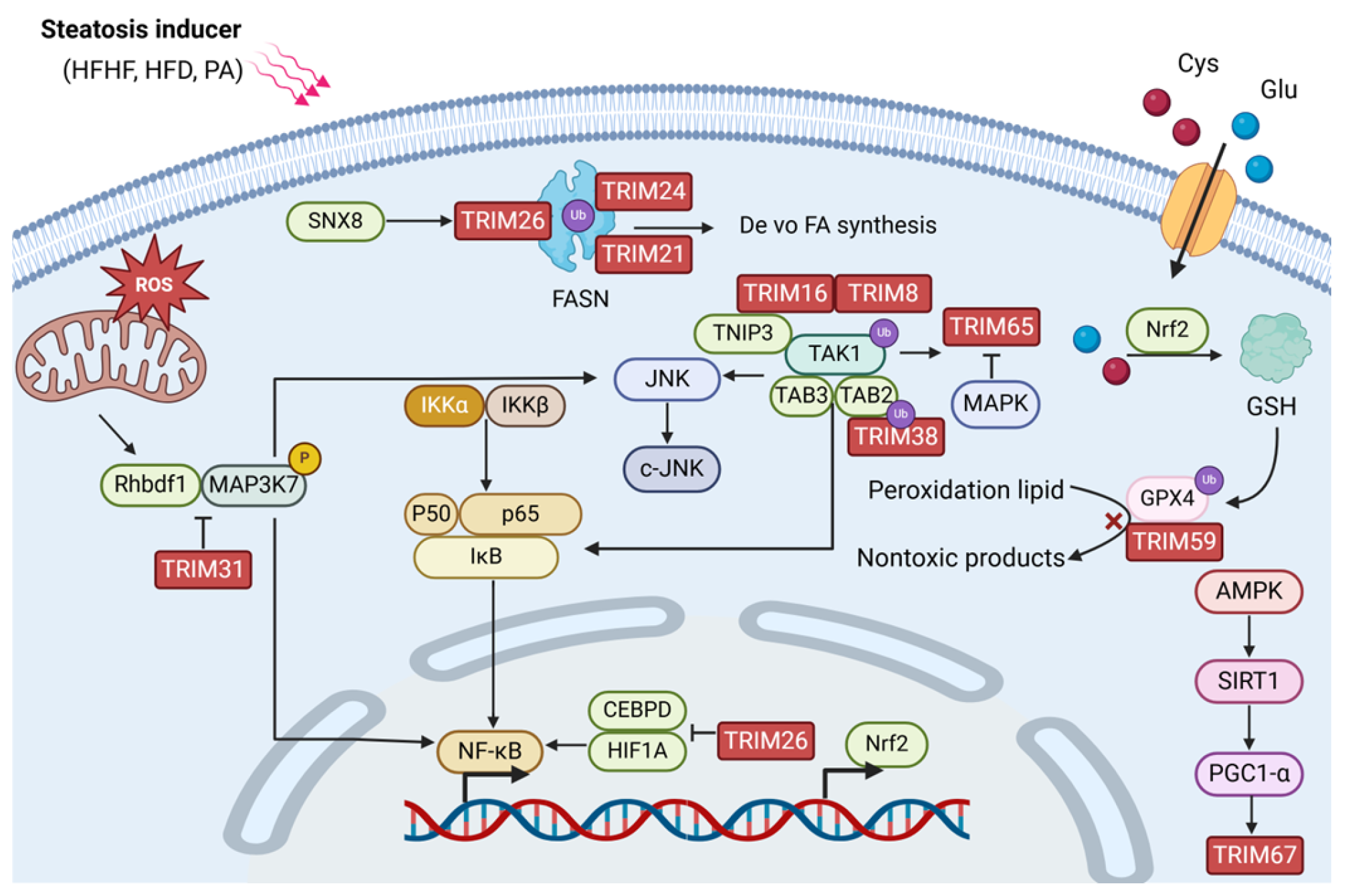 Biomolecules 14 01038 g004