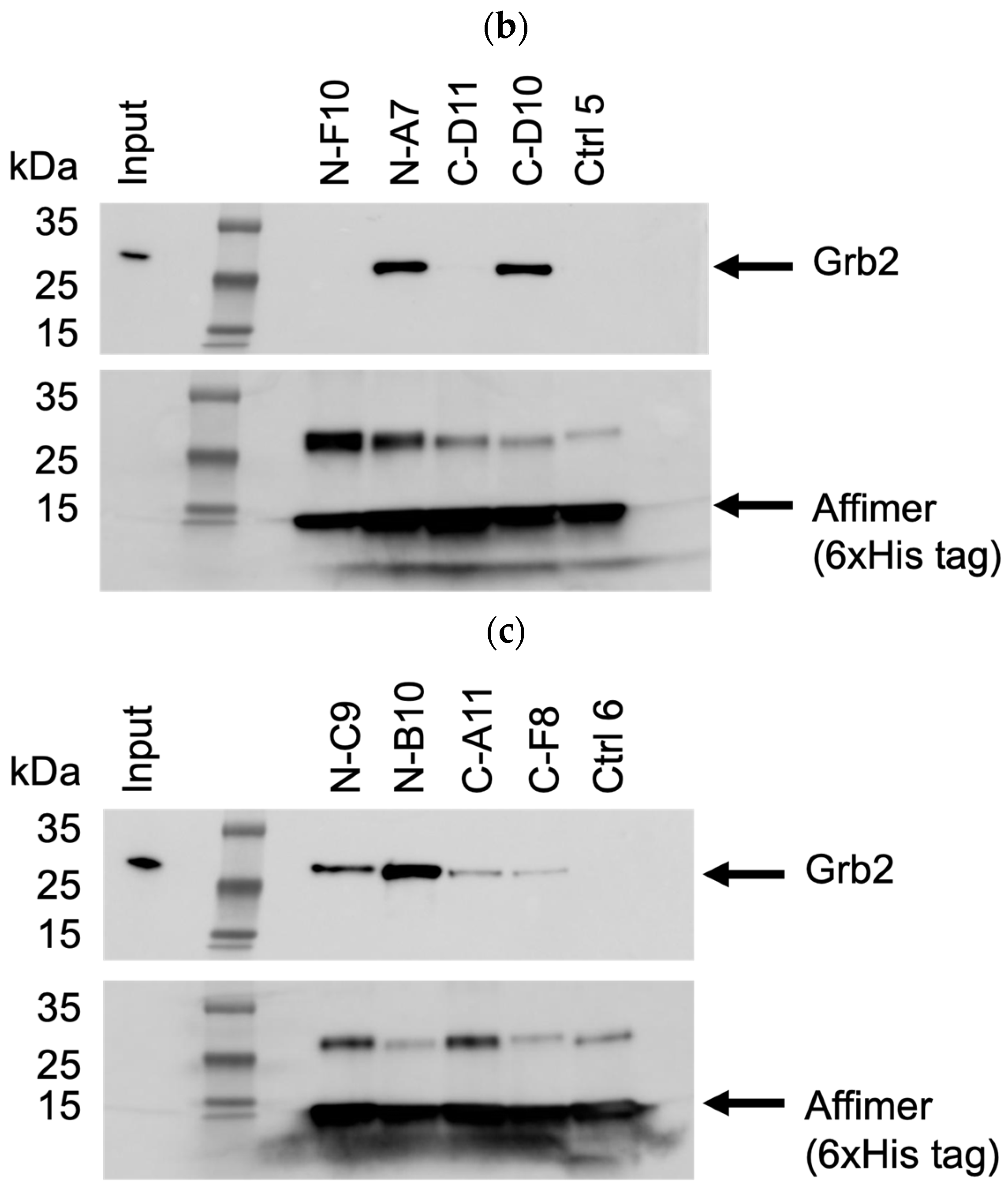 Biomolecules 14 01040 g006b
