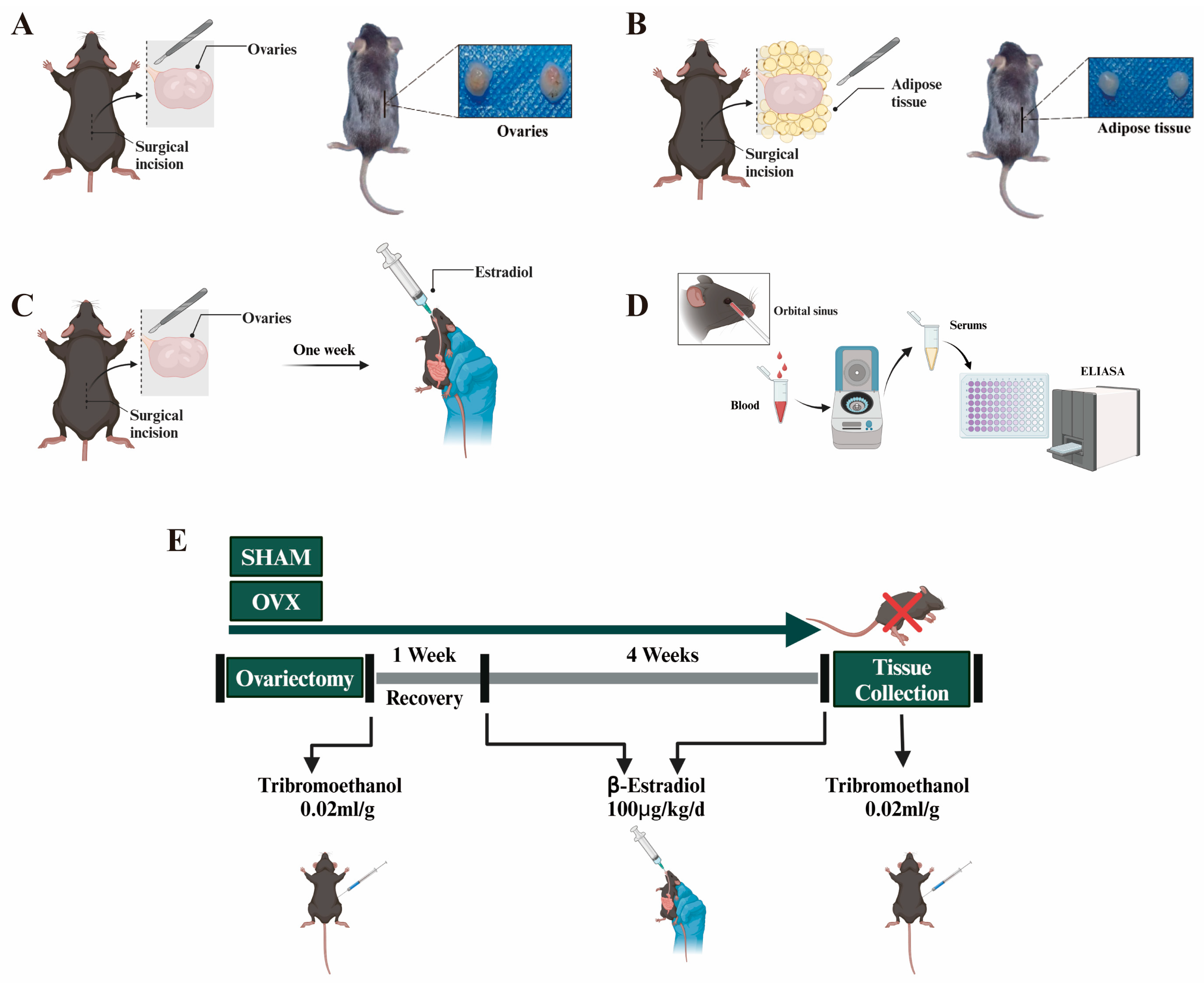 Biomolecules 14 01044 g001
