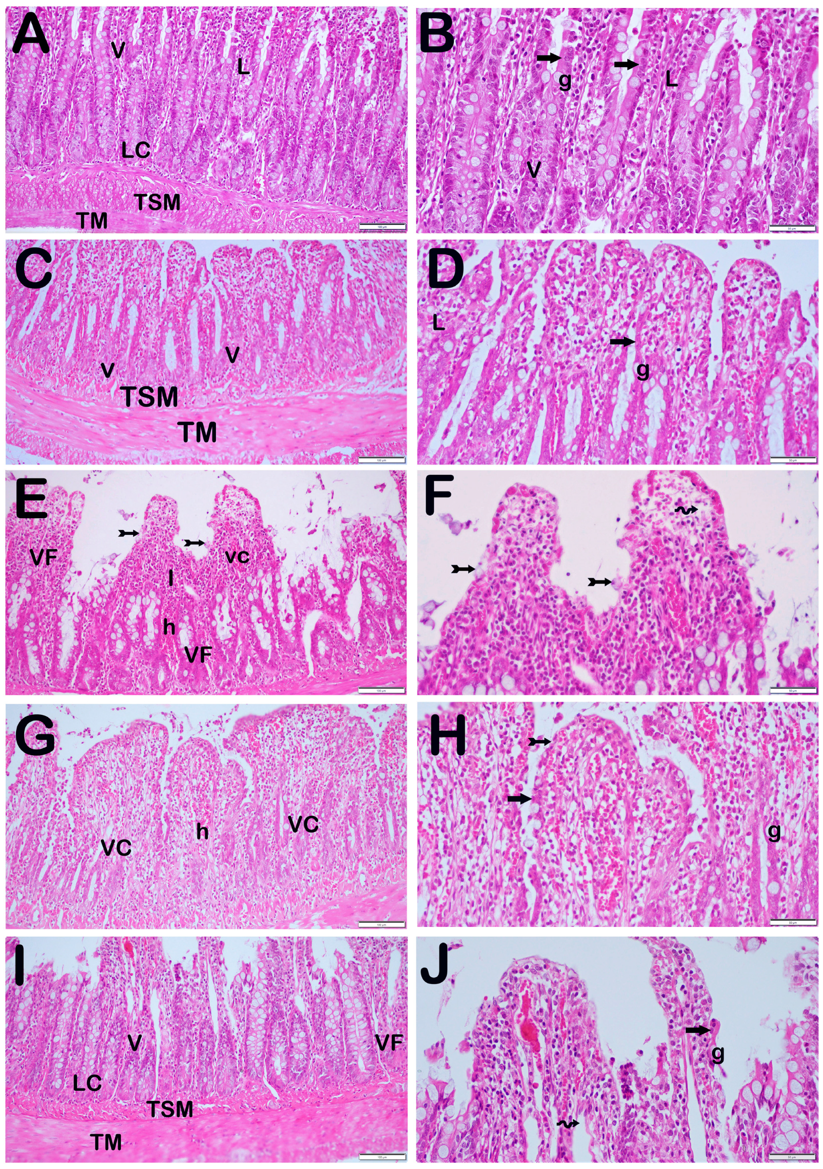 Biomolecules 14 01051 g002 Biomolecules 14 01051 g002