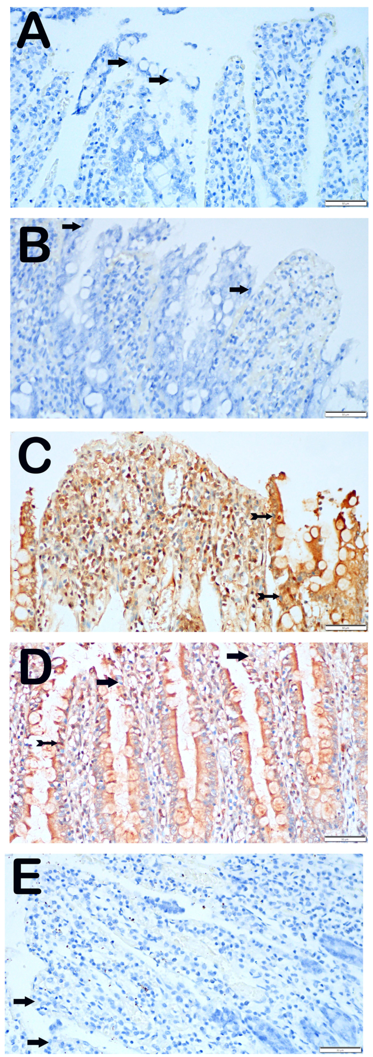 Biomolecules 14 01051 g003 Biomolecules 14 01051 g003
