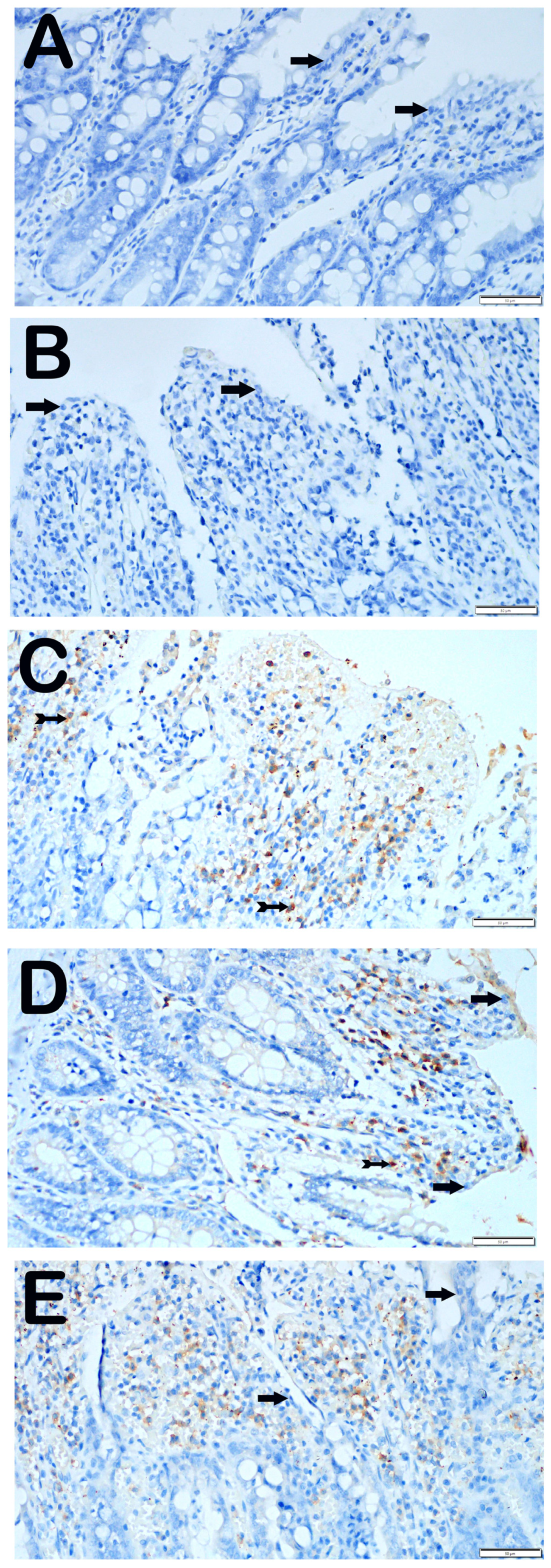Biomolecules 14 01051 g004 Biomolecules 14 01051 g004