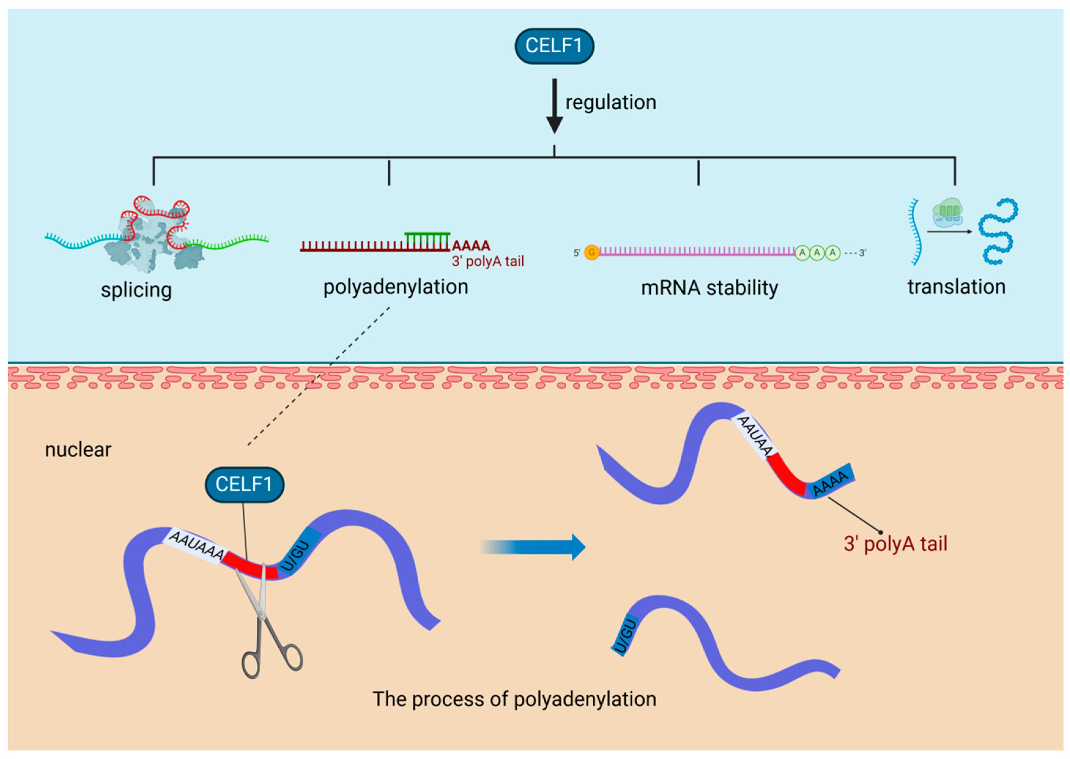 Biomolecules 14 01056 g002