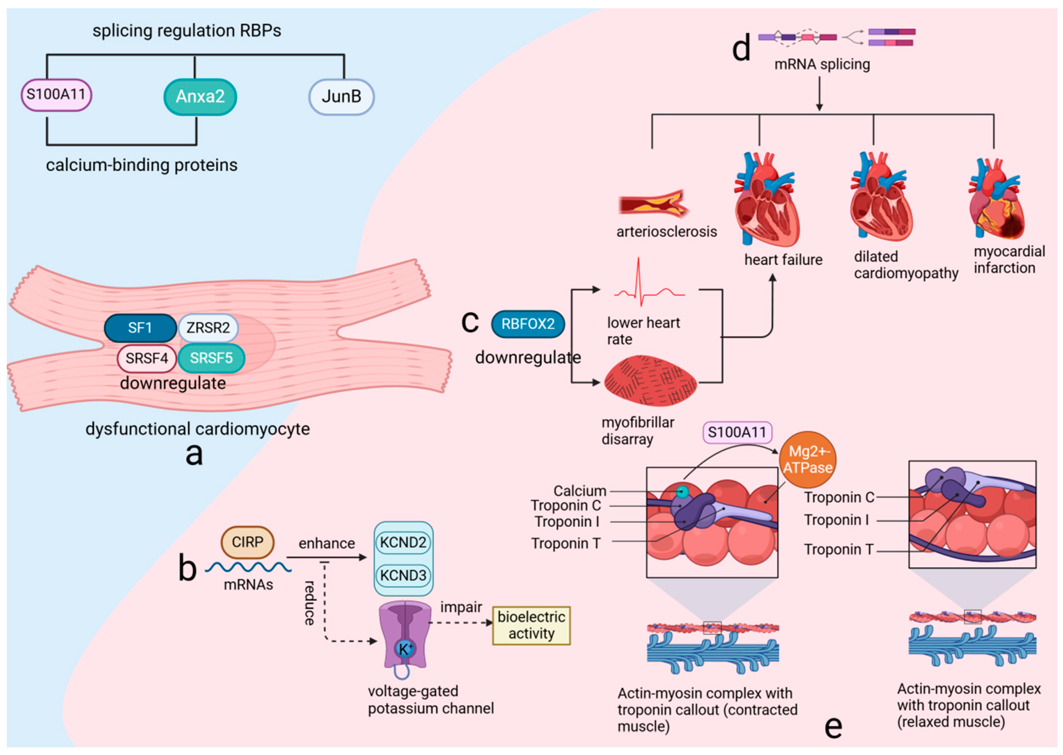 Biomolecules 14 01056 g003