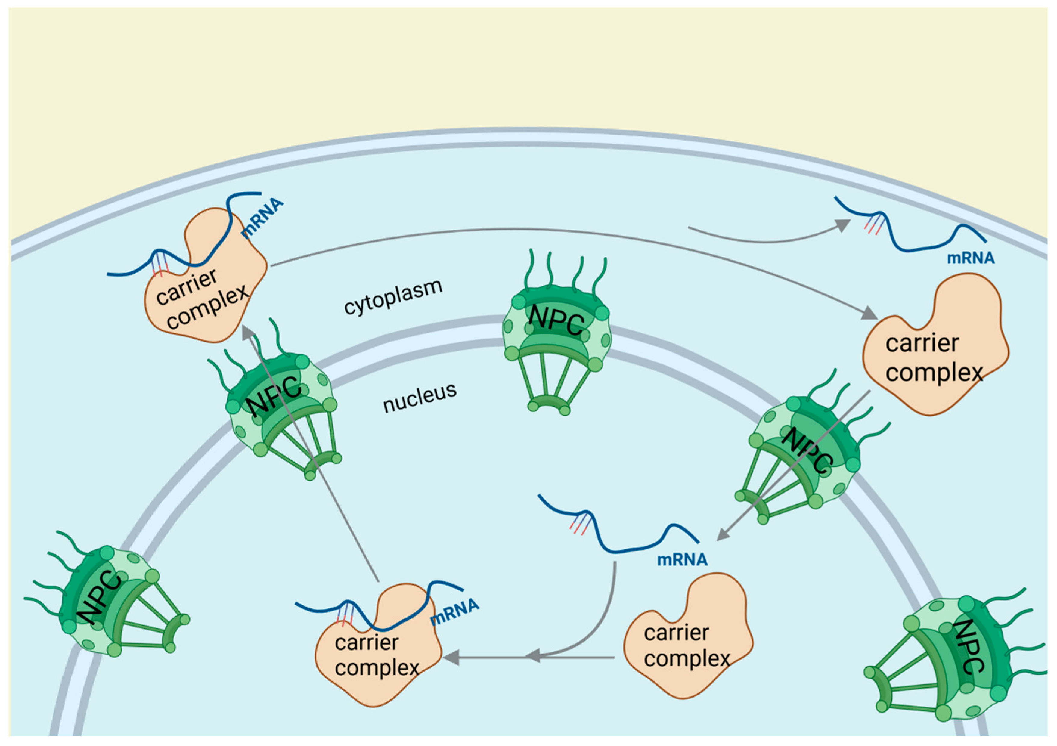 Biomolecules 14 01056 g005
