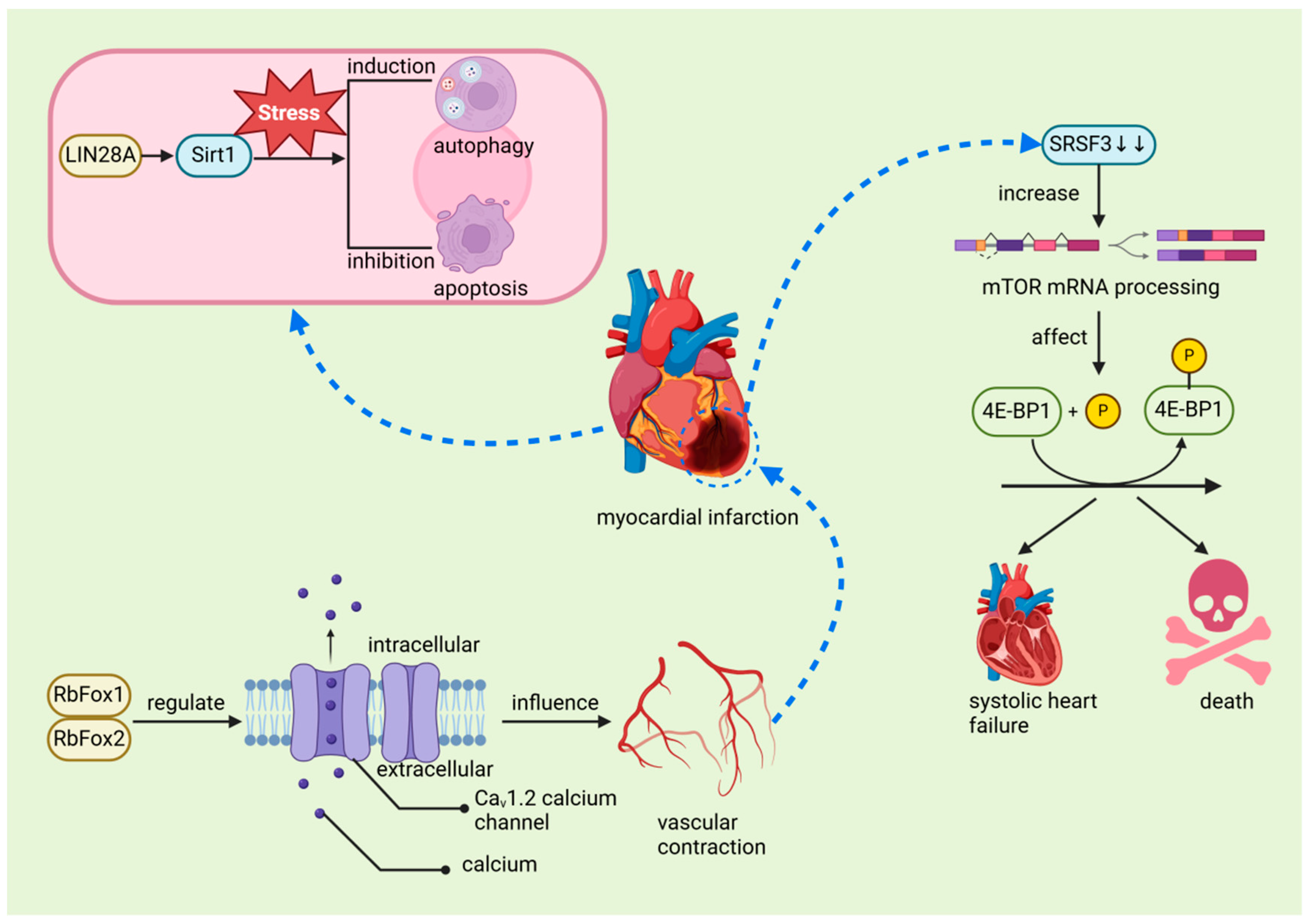 Biomolecules 14 01056 g007