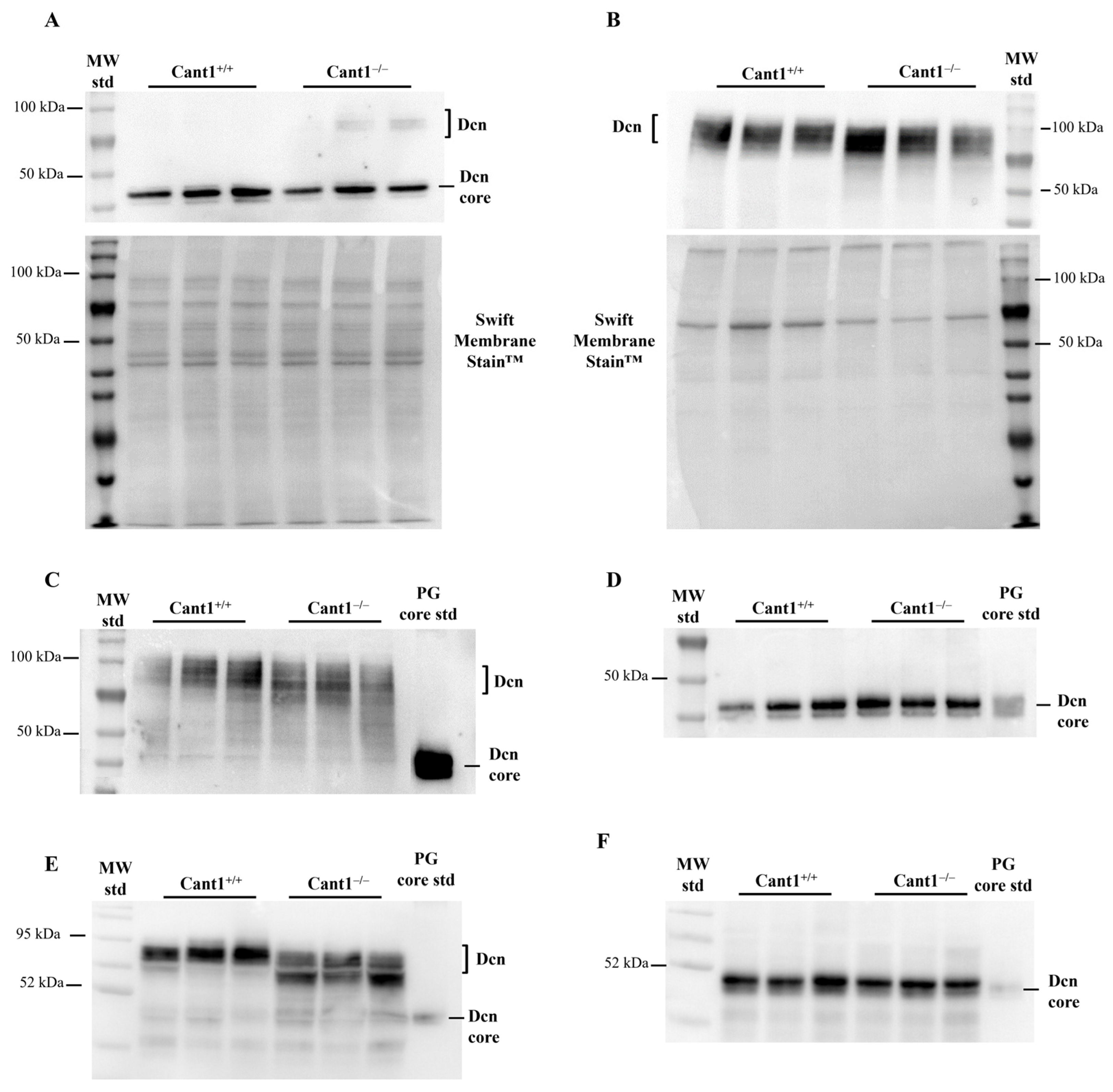 Biomolecules 14 01064 g001
