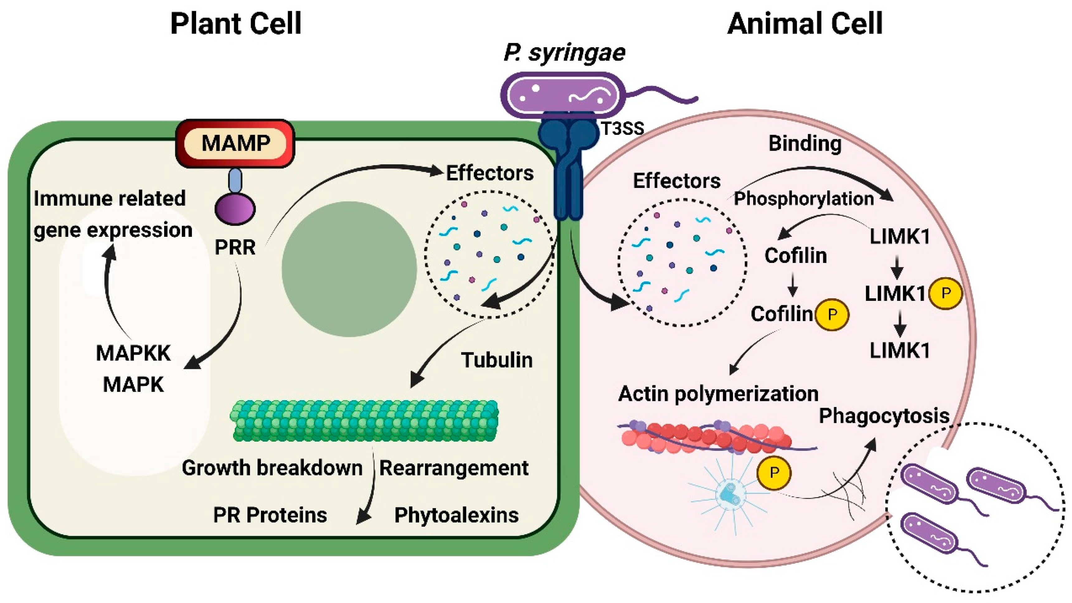 Biomolecules 14 01082 g003