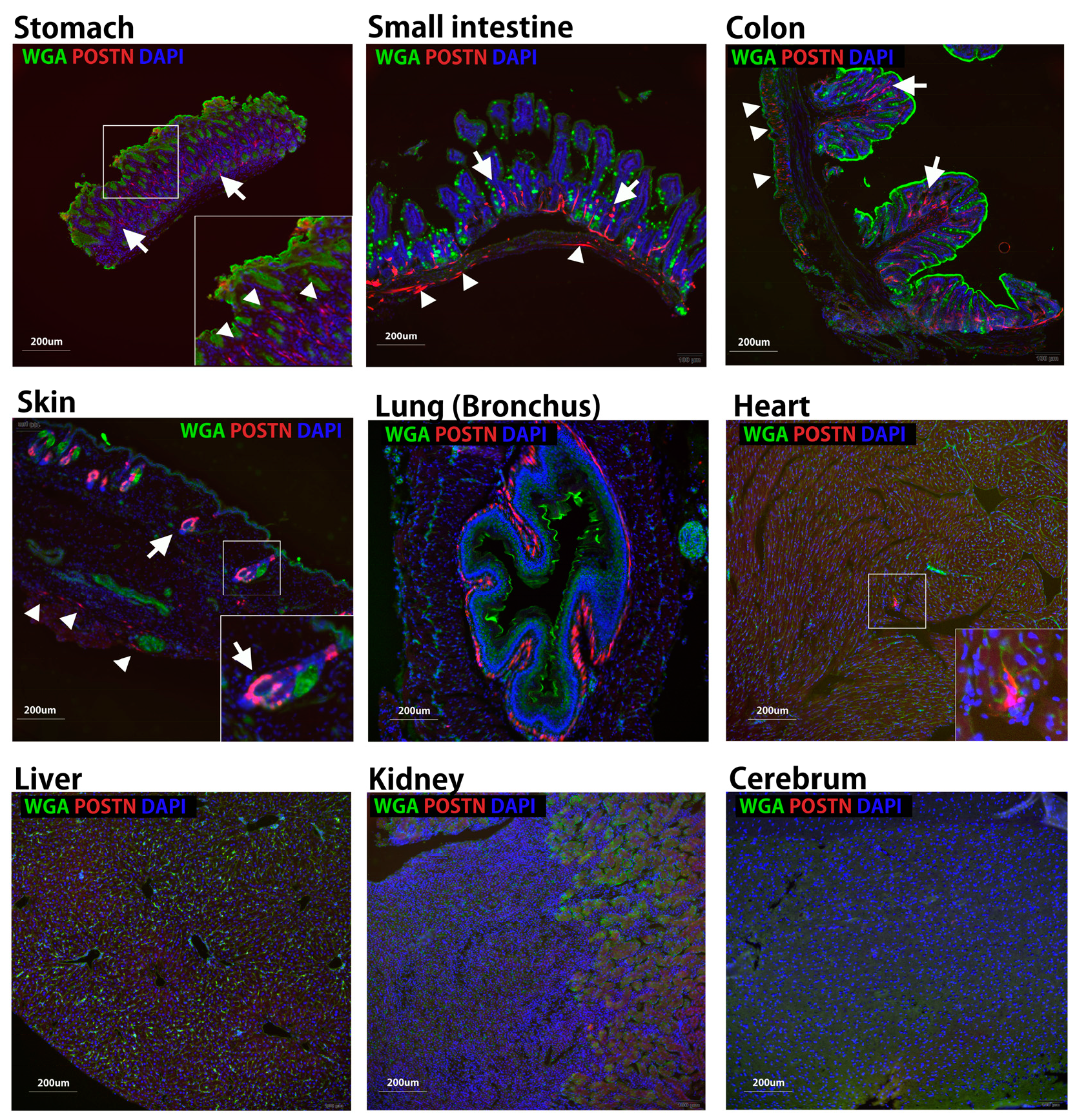 Biomolecules 14 01093 g003