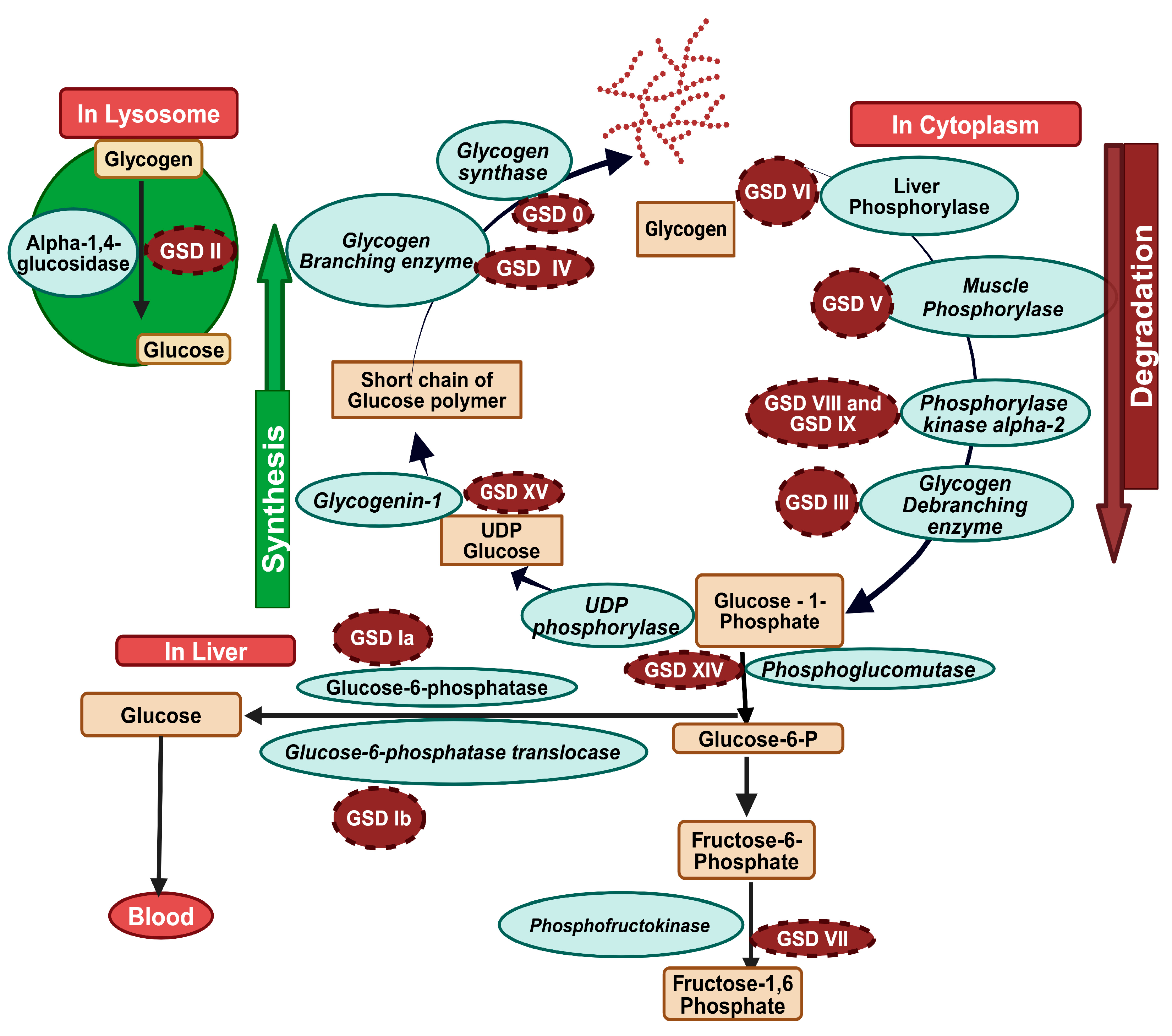 Biomolecules 14 01096 g001
