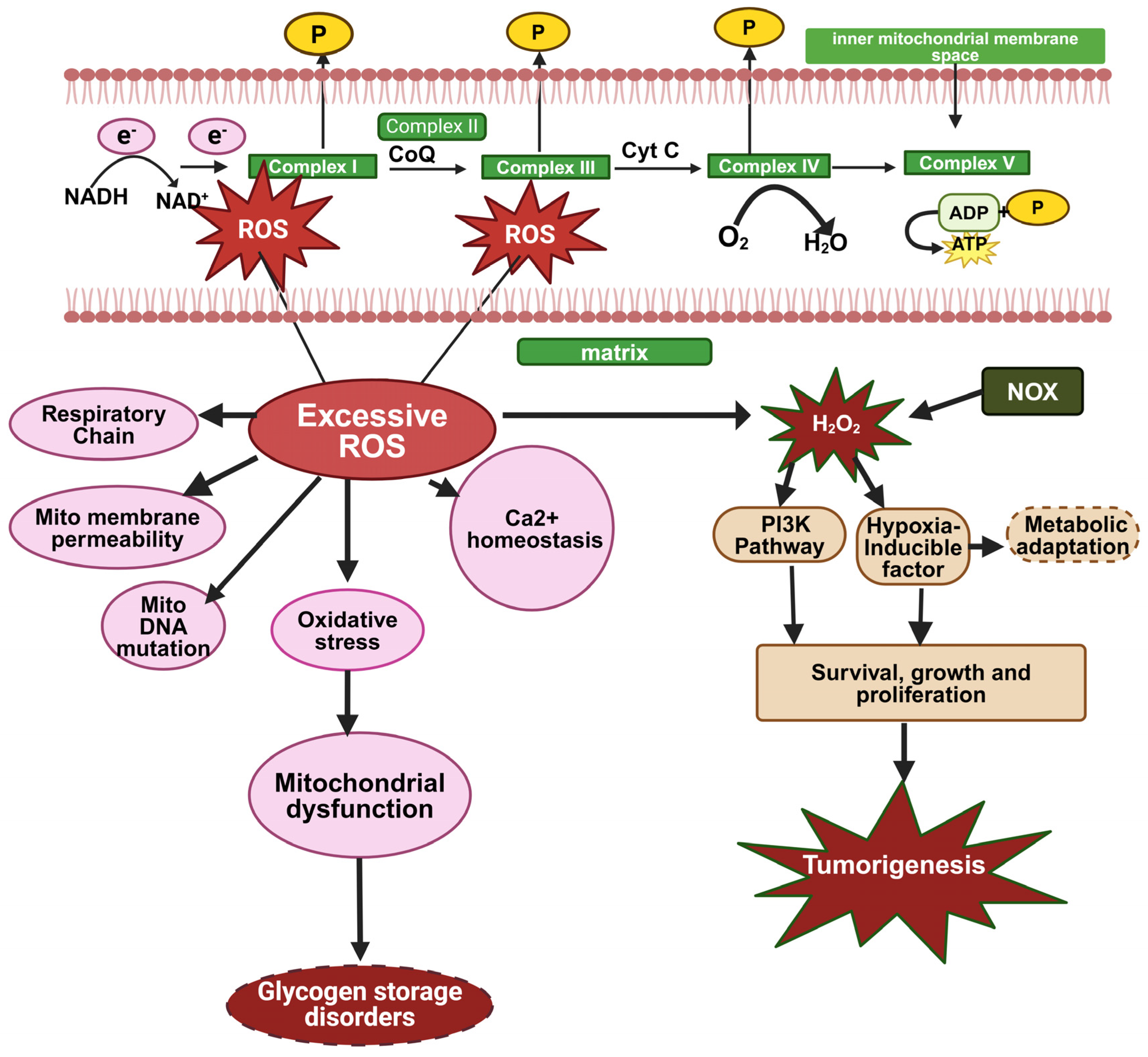 Biomolecules 14 01096 g003