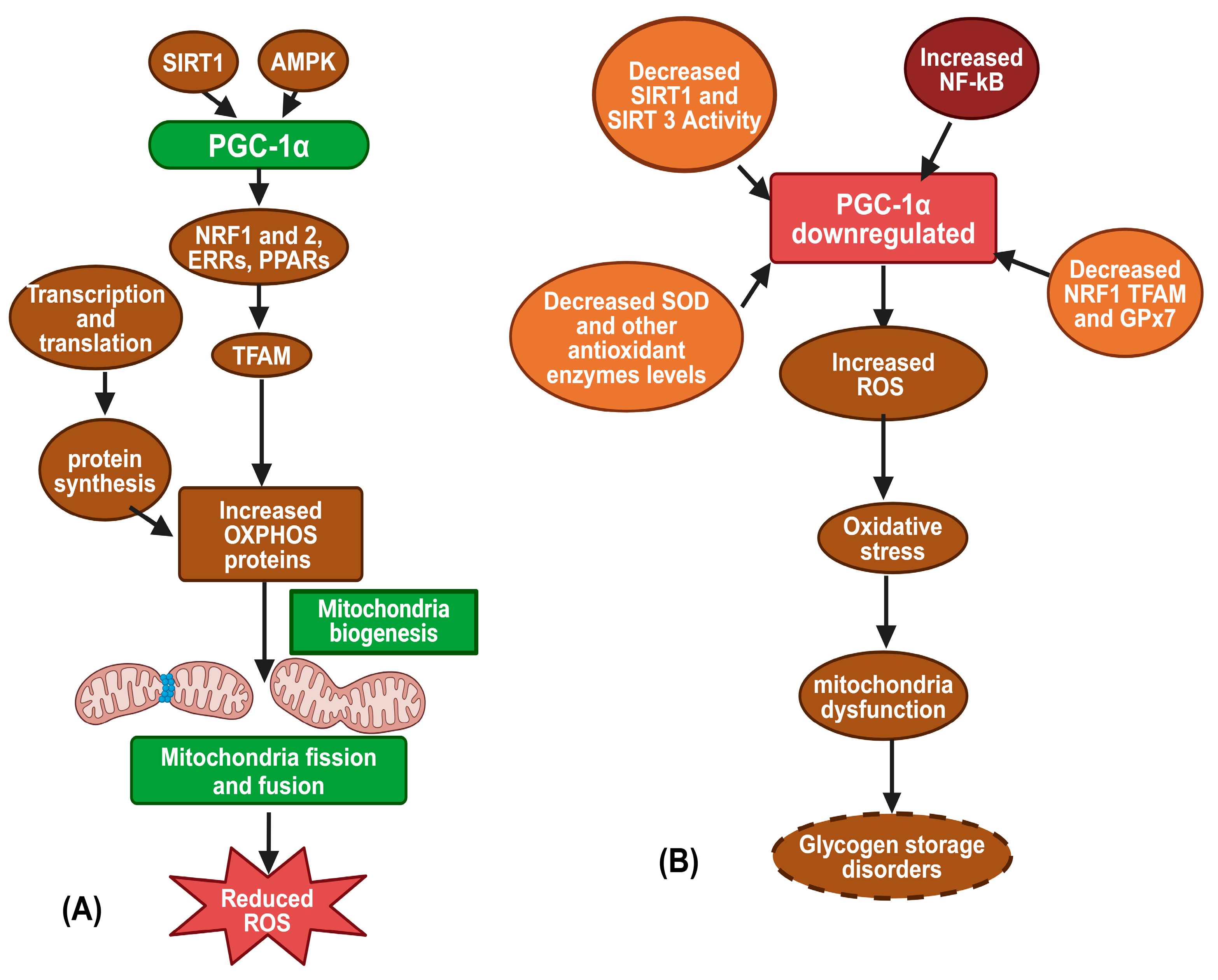 Biomolecules 14 01096 g004