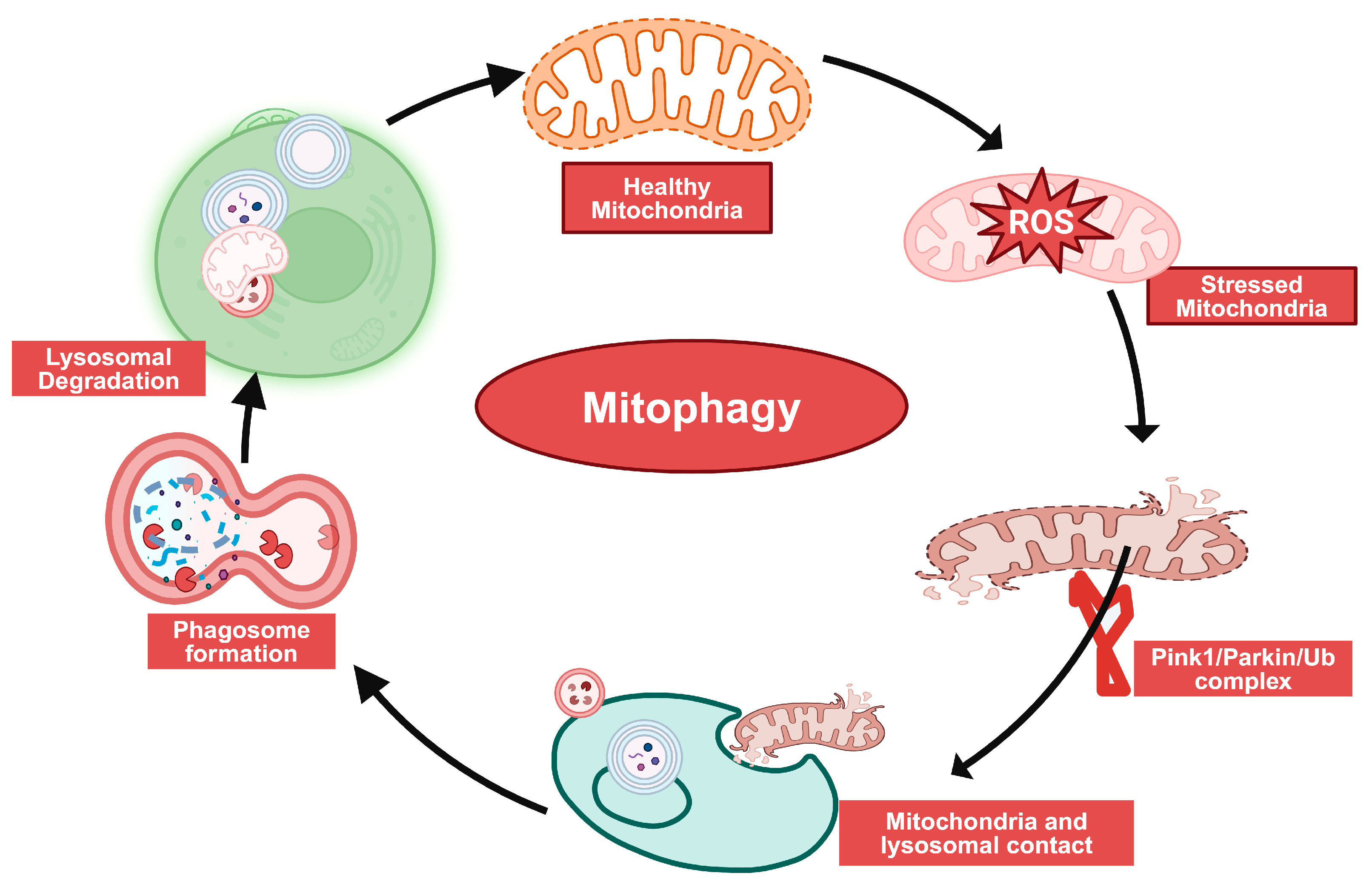 Biomolecules 14 01096 g005
