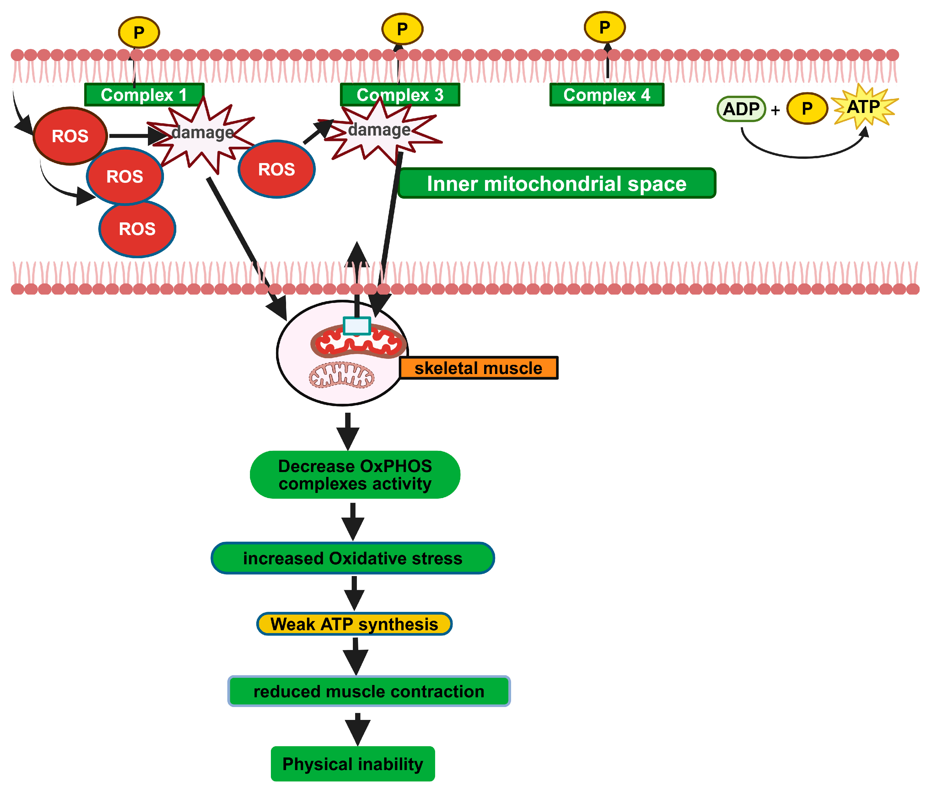 Biomolecules 14 01096 g007