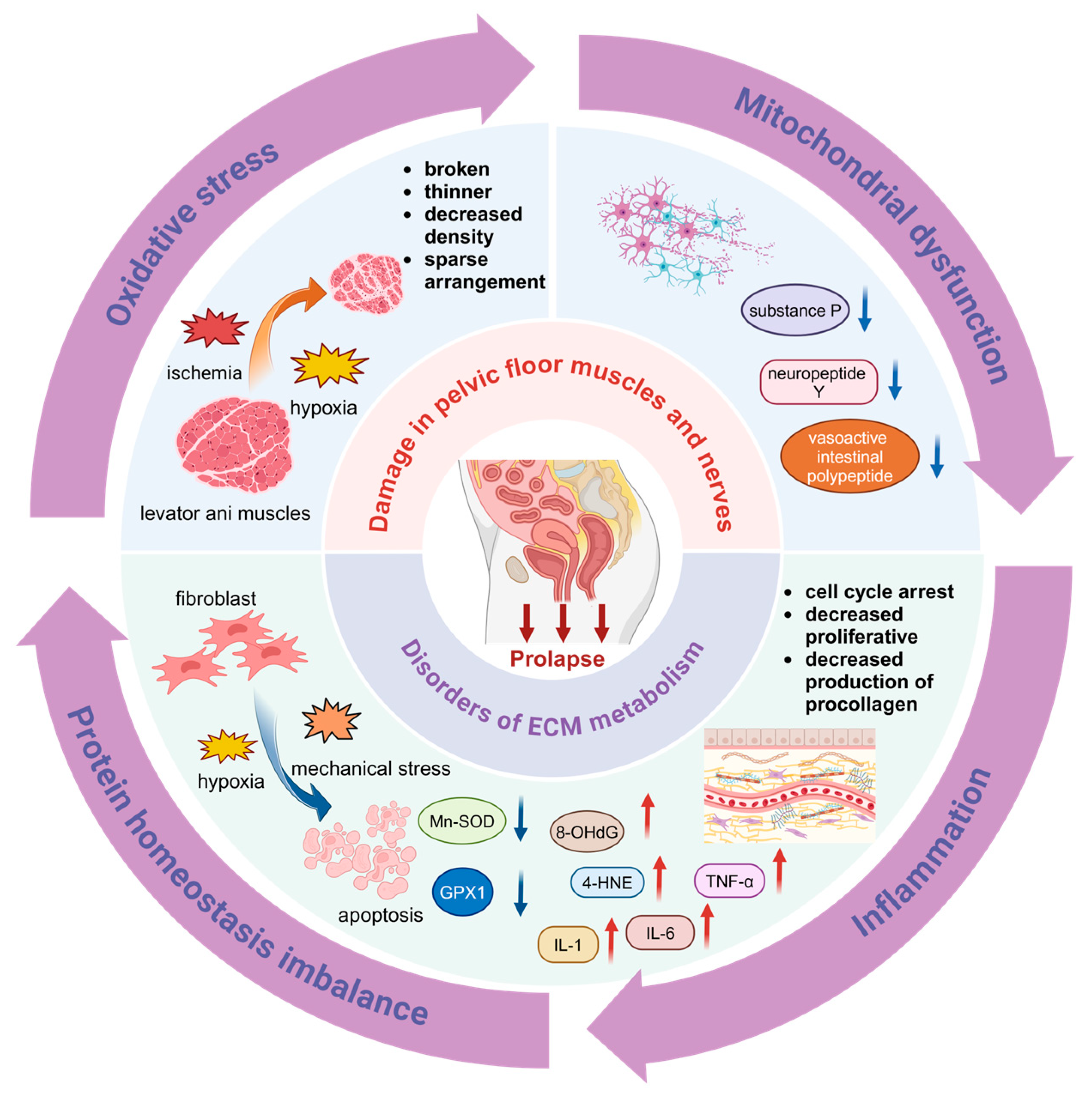 Biomolecules 14 01097 g001 Biomolecules 14 01097 g001