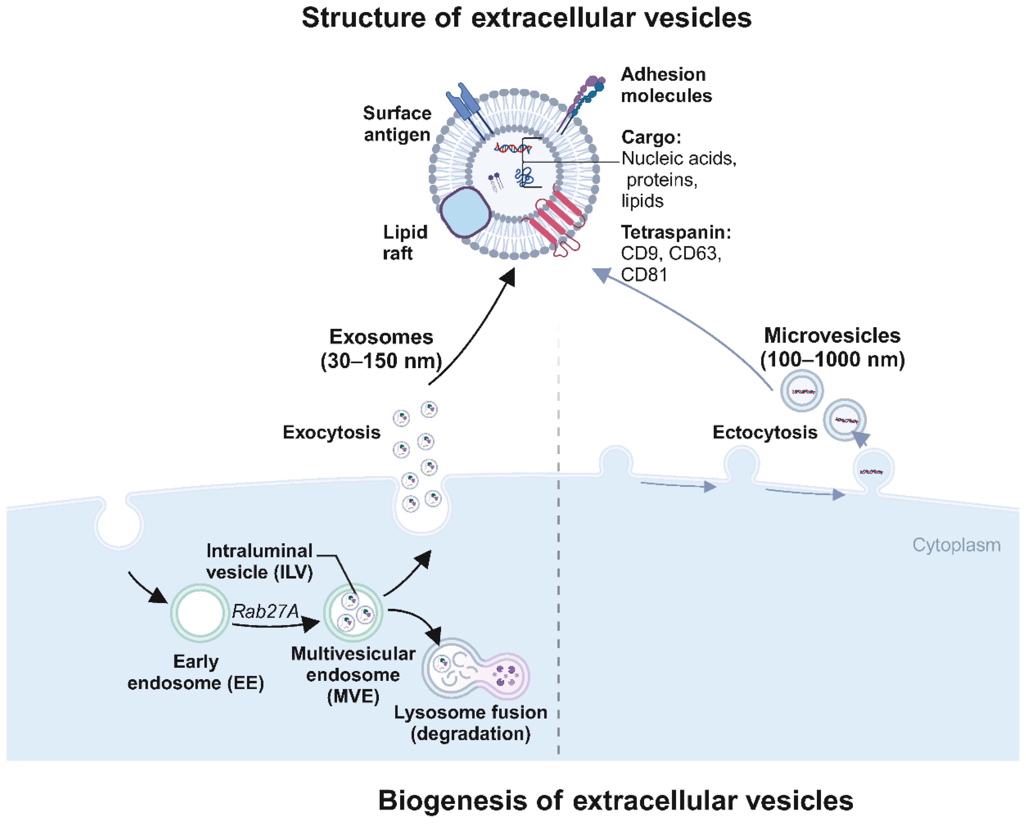 Biomolecules 14 01099 g001