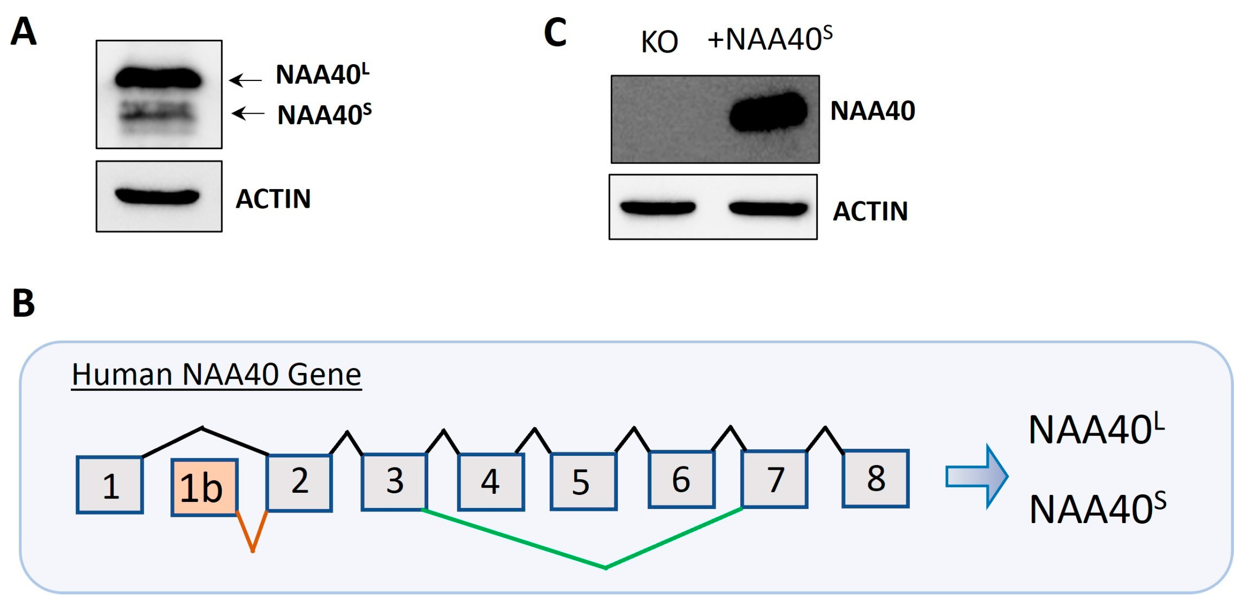Biomolecules 14 01100 g001