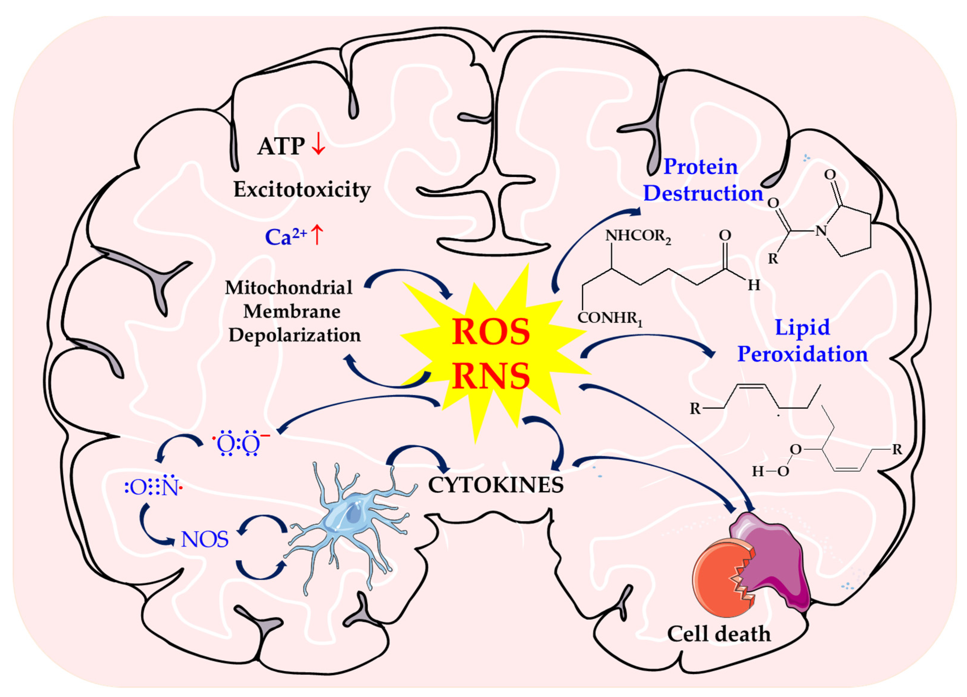 Biomolecules 14 01130 g001 Biomolecules 14 01130 g001