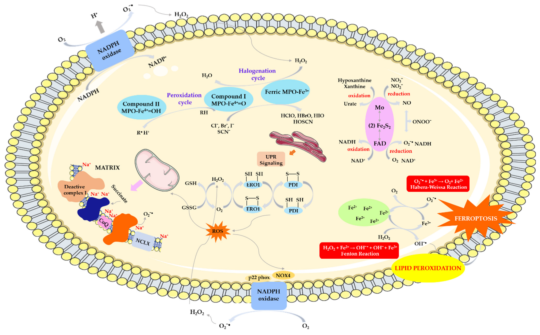Biomolecules 14 01130 g003 Biomolecules 14 01130 g003